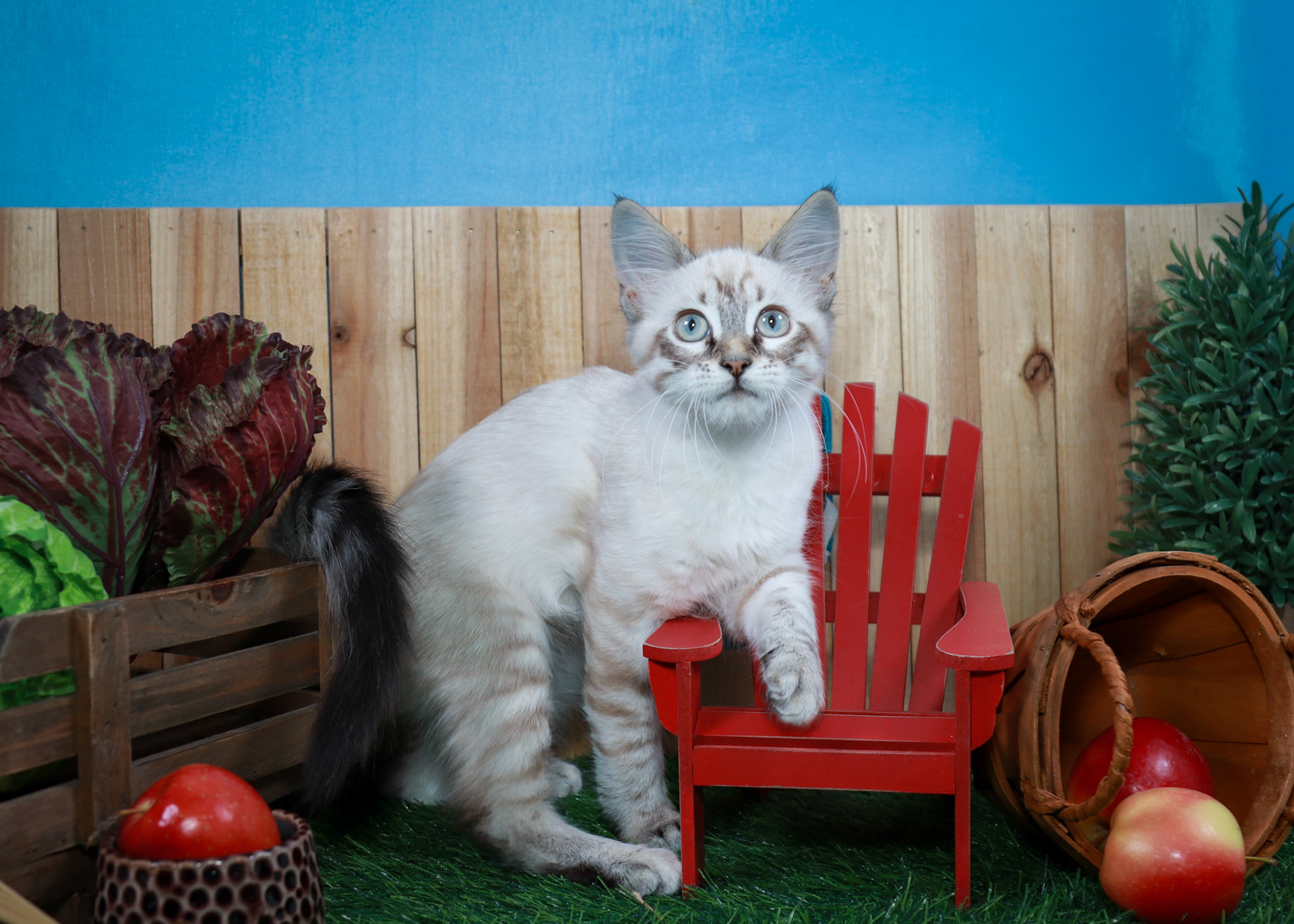 Claira Bow (F-DLH-Linx Point Siamese)