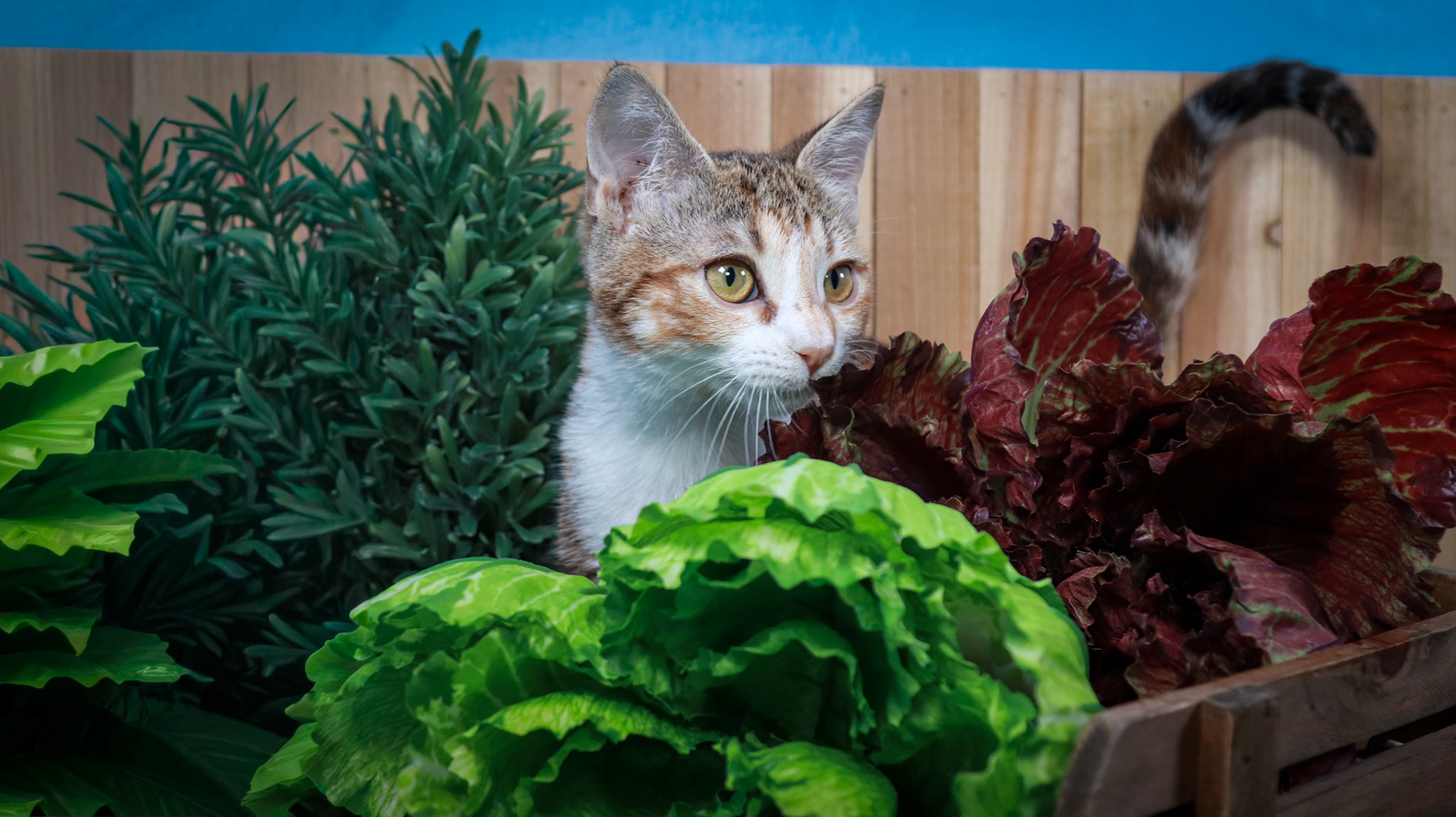 Dottie (F-DSH-Tabbico)
