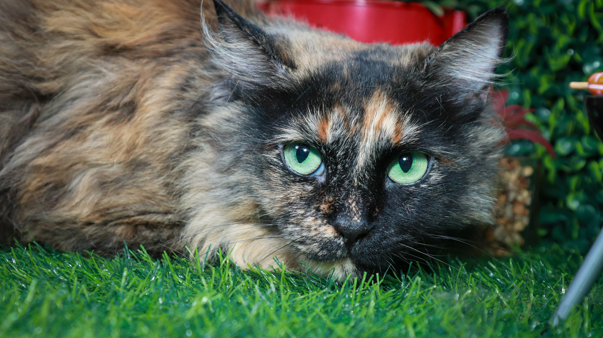 Tortina (F-DLH-Tortie/Manx)