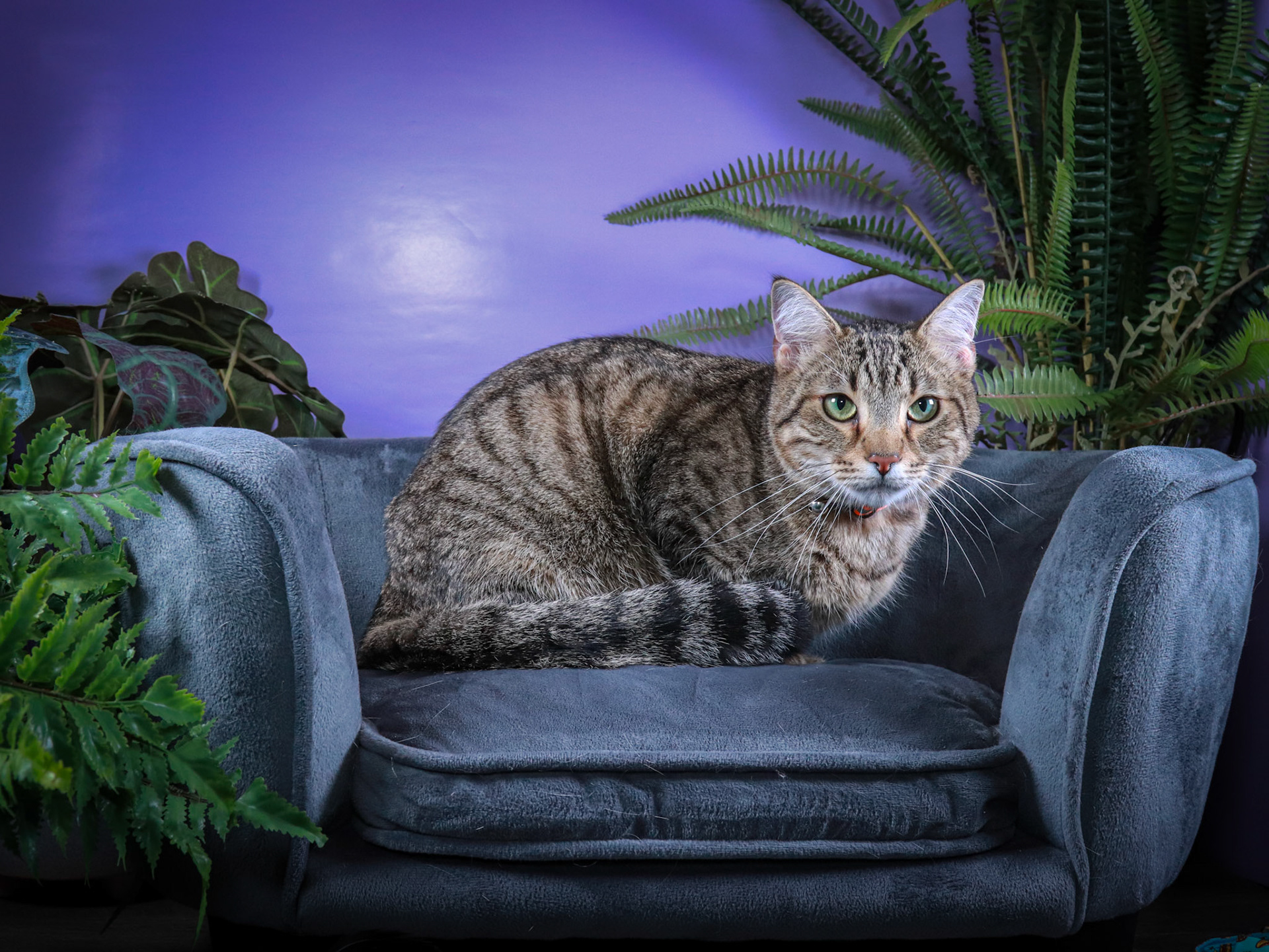 Rocky (M-DSH-Tabby)