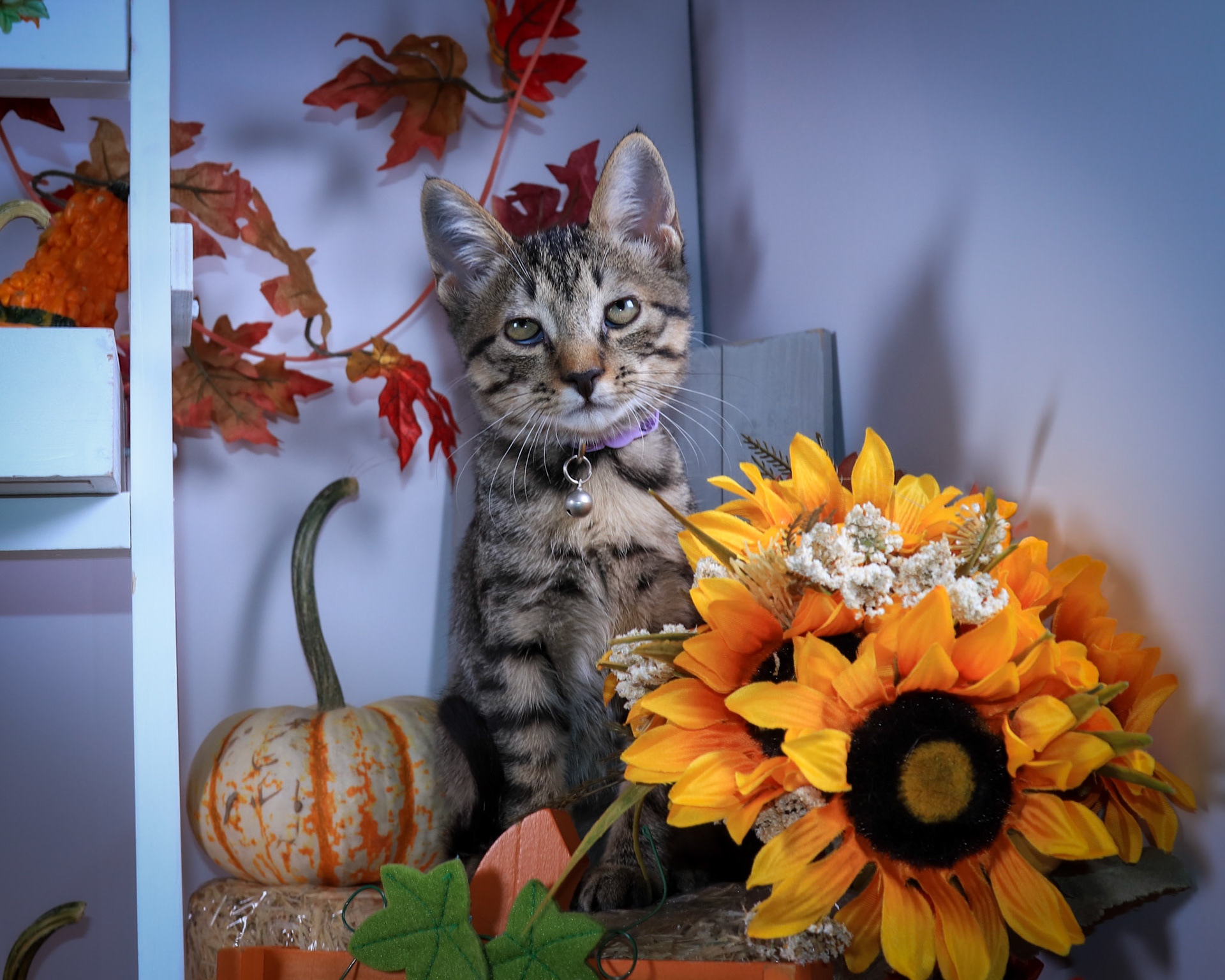Whiskey Sour (F-DSH-Tabby)