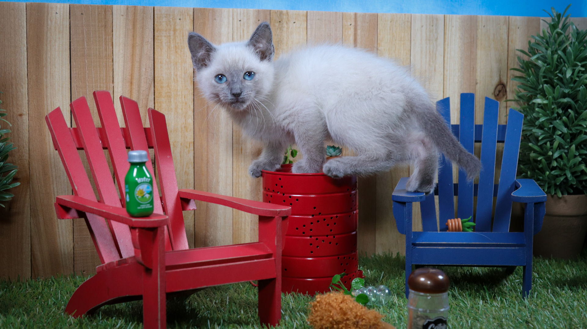 Ferb (M-DSH-Siamese)