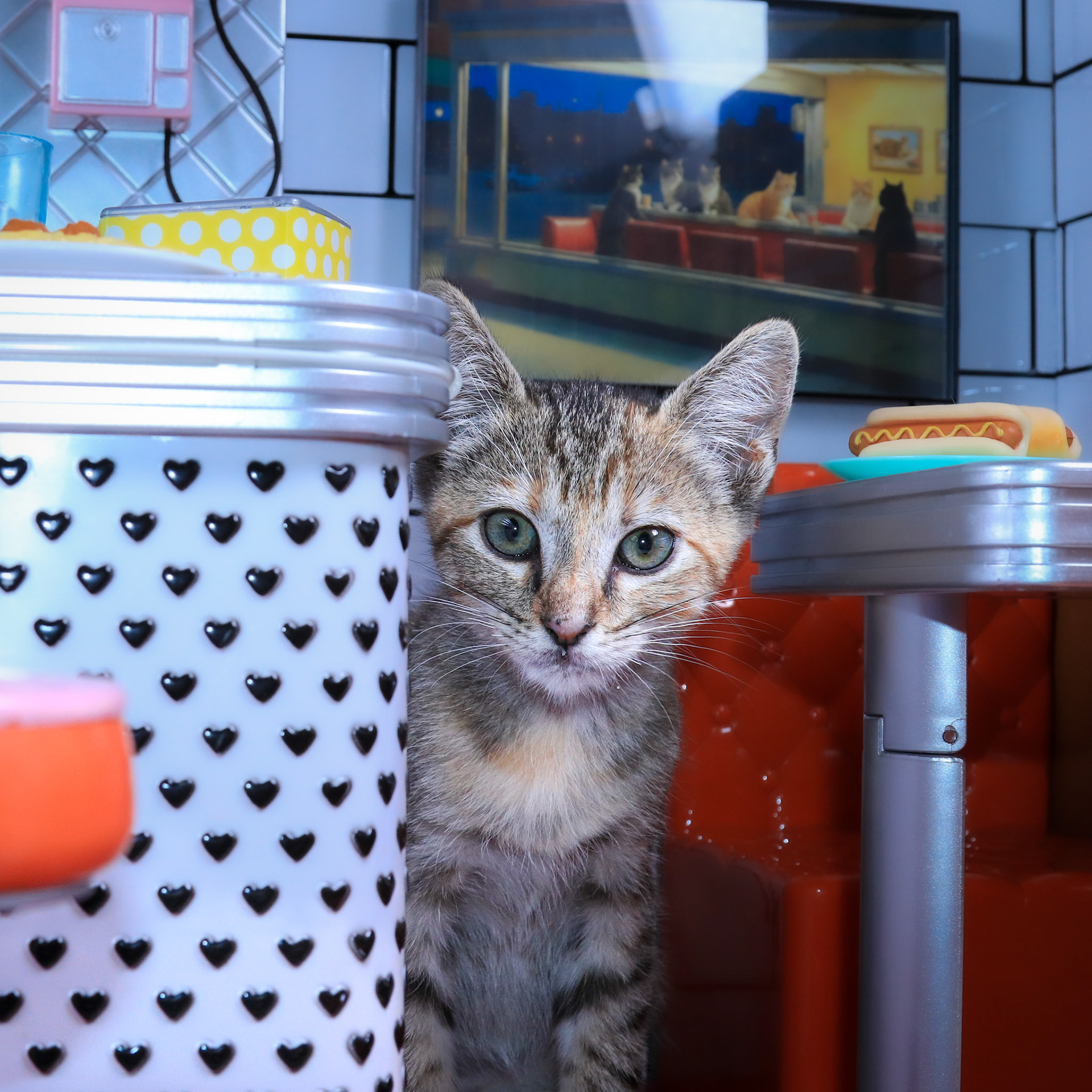 Roxy (F-DSH-Tabby)