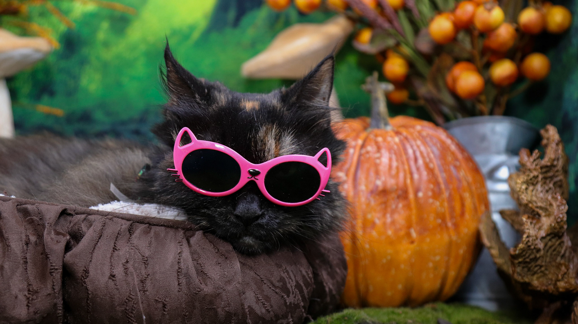 Mochi (F-DLH-Tortie)