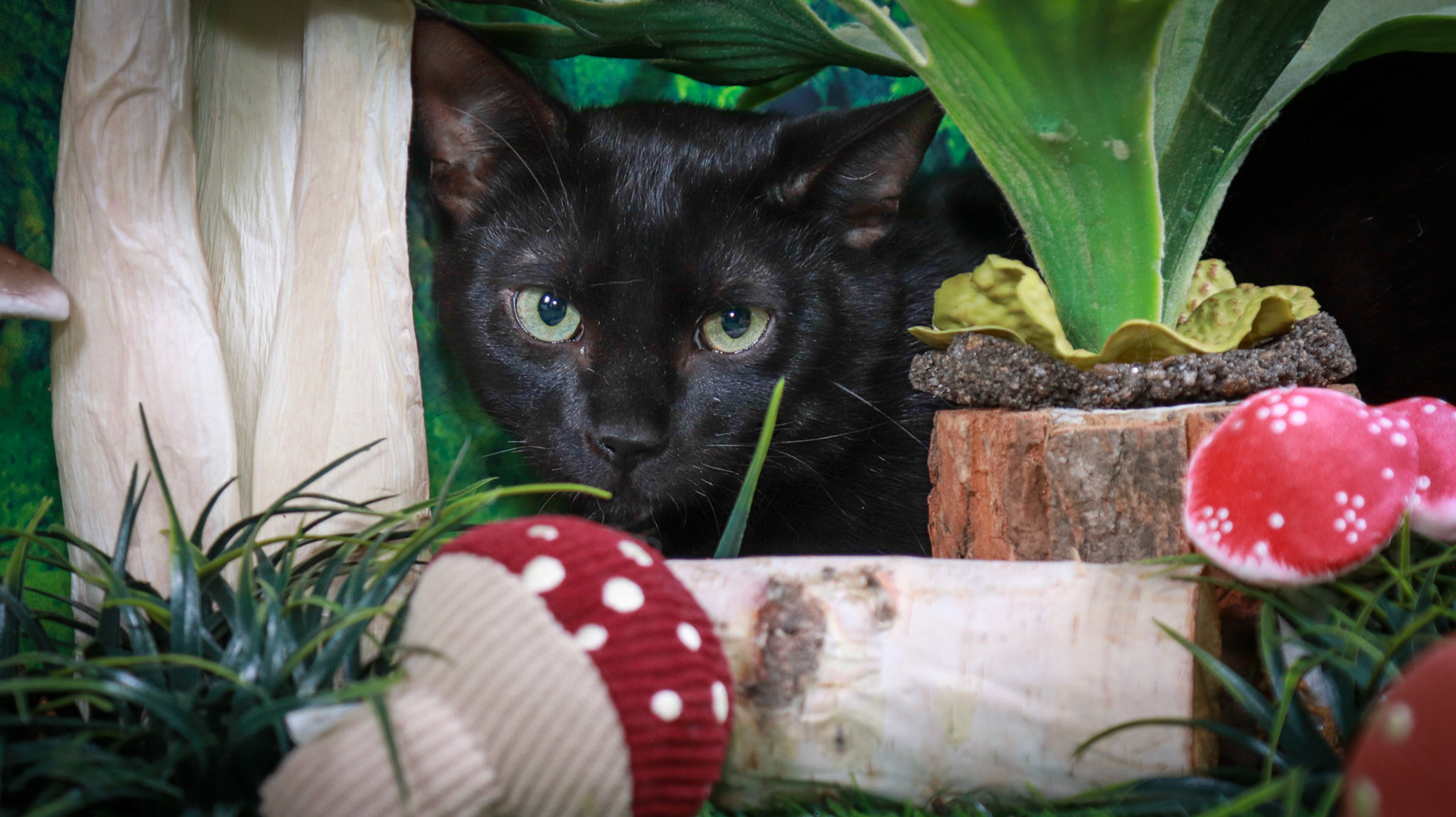 Binx (M-DSH-Black)
