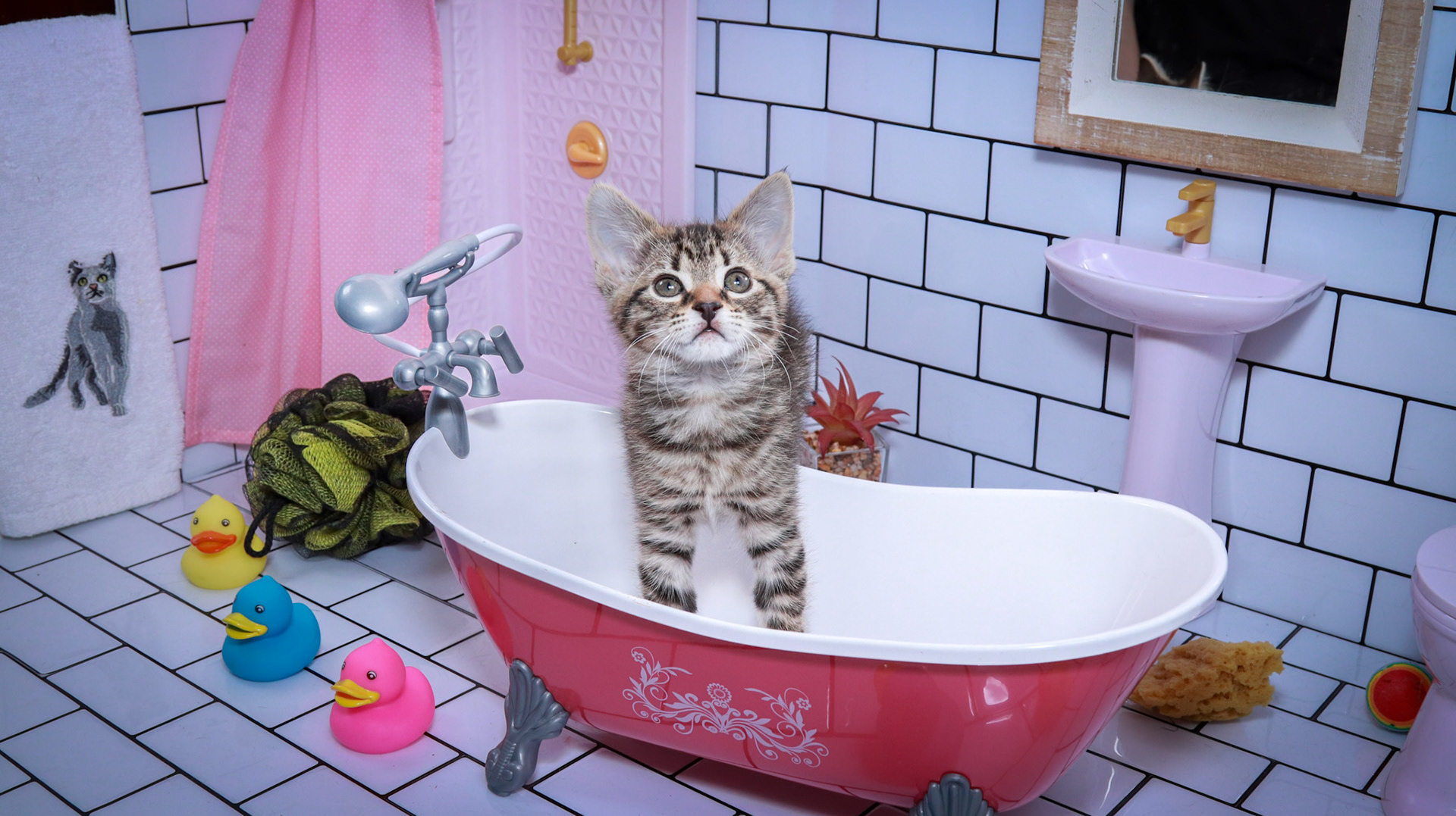 Maggie (F-DSH-Tabby)