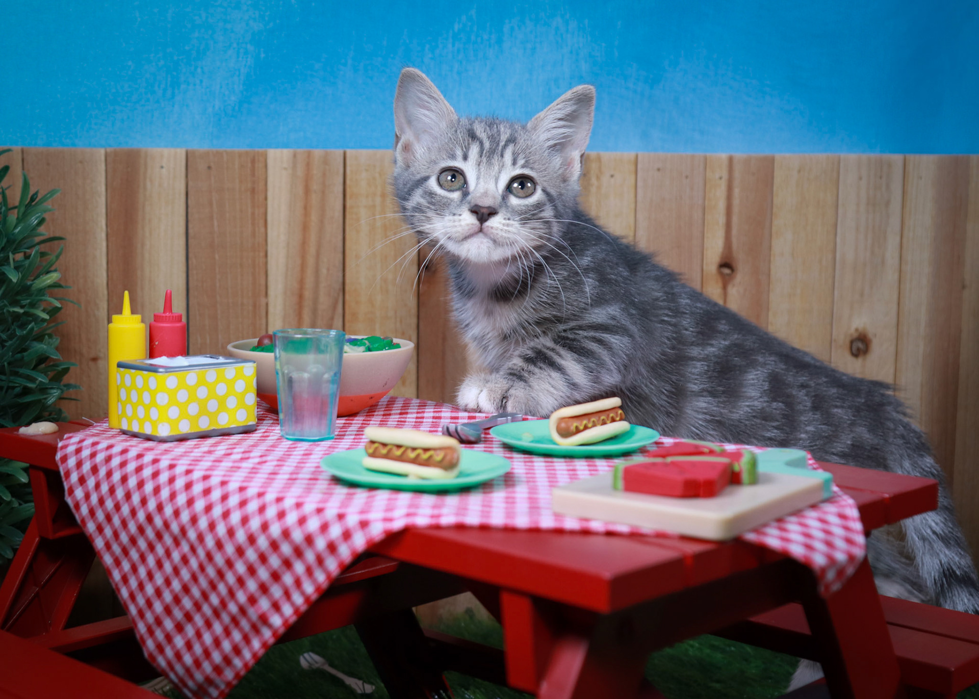 Pansy (F-DSH-Grey/Tabby)