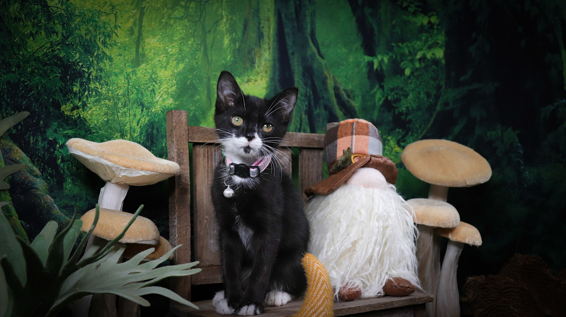 Enid (F-DSH-Black/White/Tuxie)
