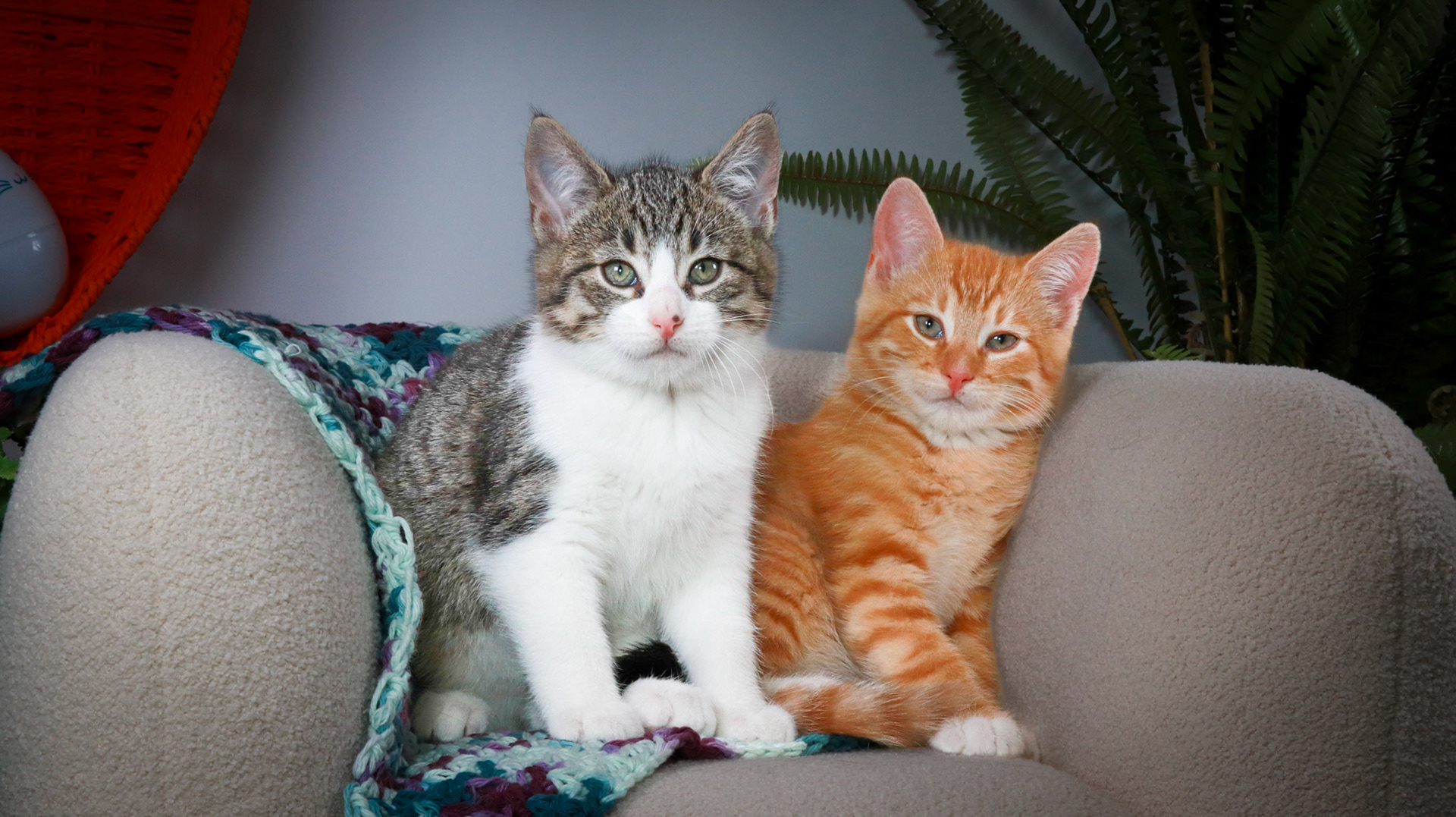 Gus (M-DSH-Tabby/White), Woodrow (M-DSH-Ginger)