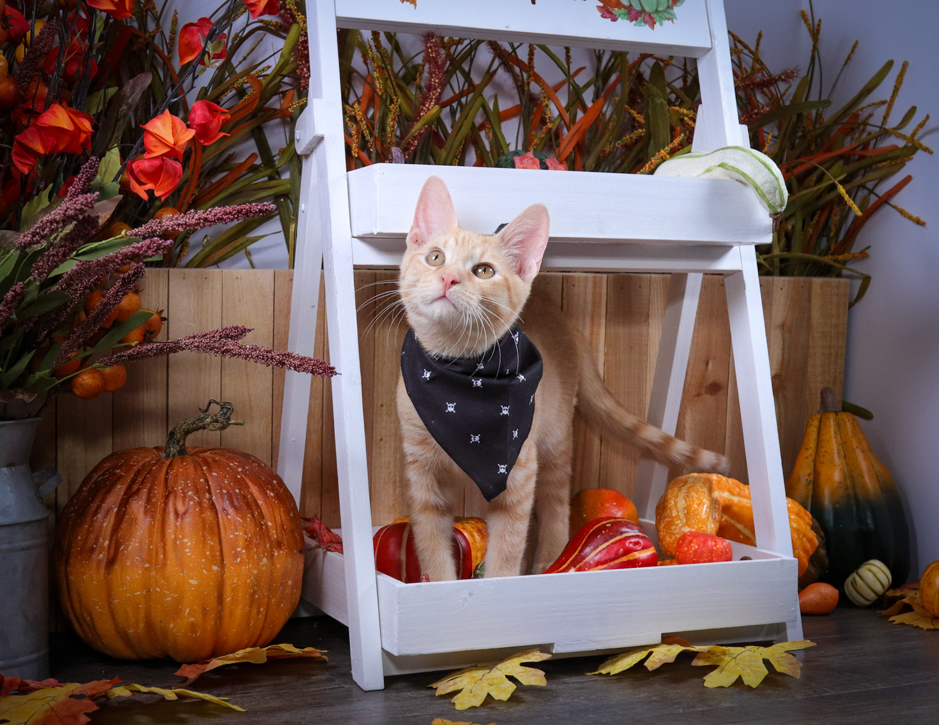 Rusty (M-DSH-Orange/White)