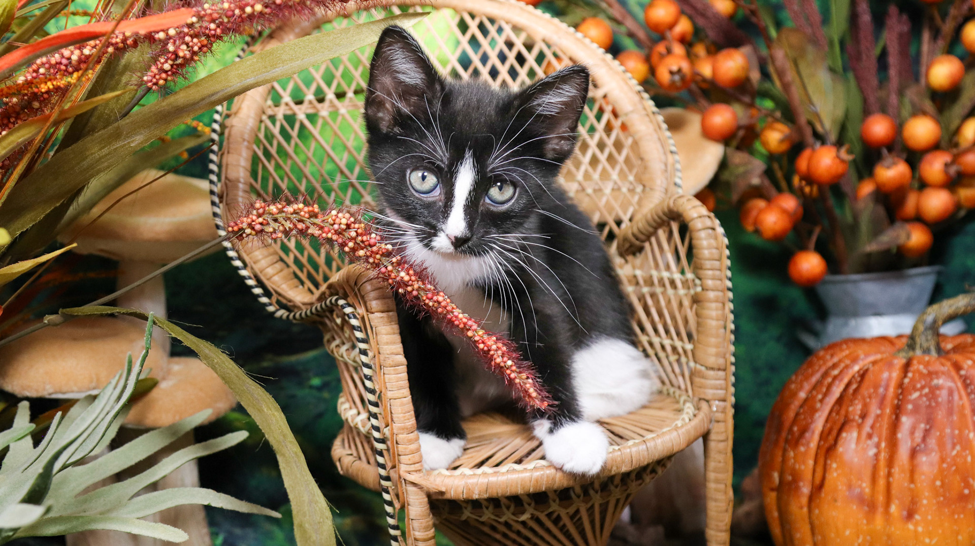 Magnolia (F-DSH-Black/White/Tuxie)