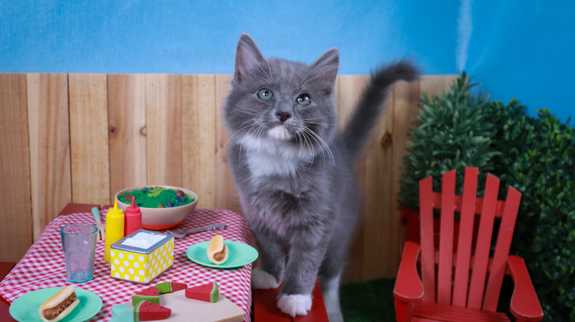 Milo (M-DMH-Grey/White/Tuxie)