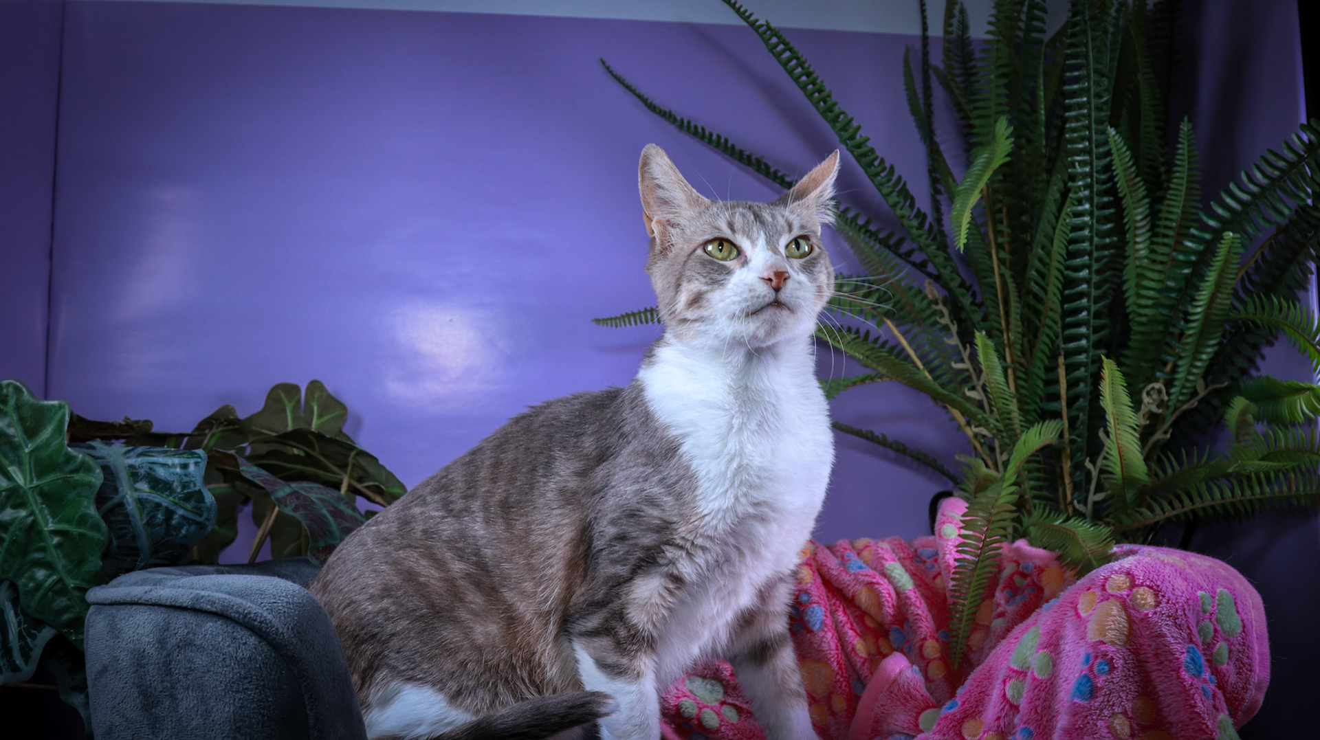Sandy (F-DSH-Grey/White/Tuxie)