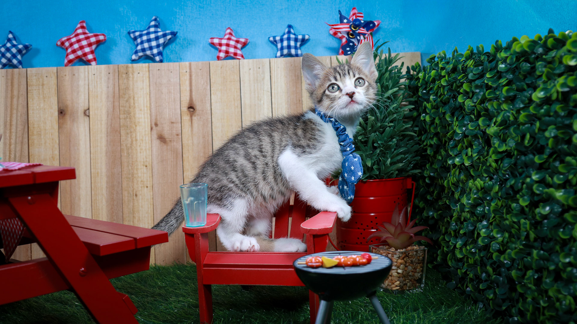Eragon (M-DSH-Tabby/White)