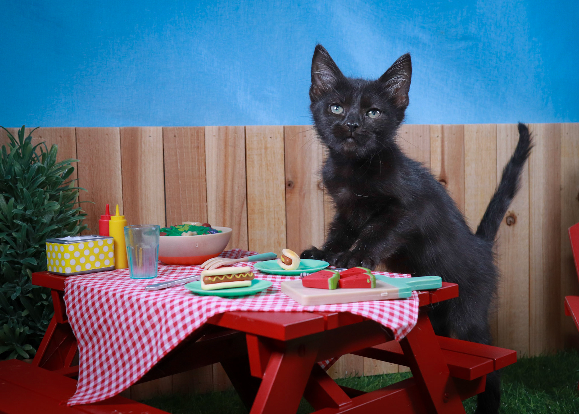 Sasquatch (M-DSH-Black/Polydactyl)