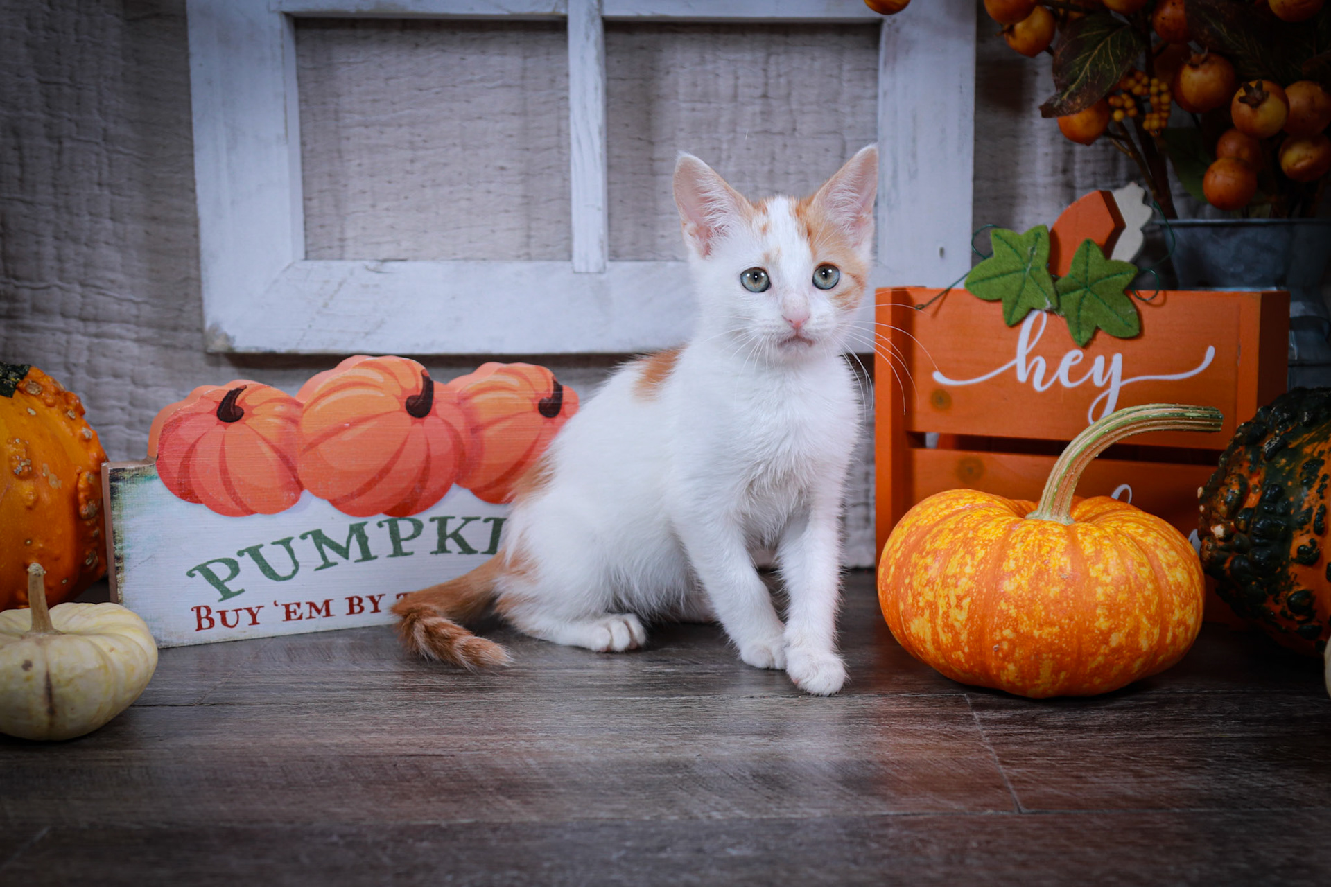 Ginger (F-DSH-Ginger/White)