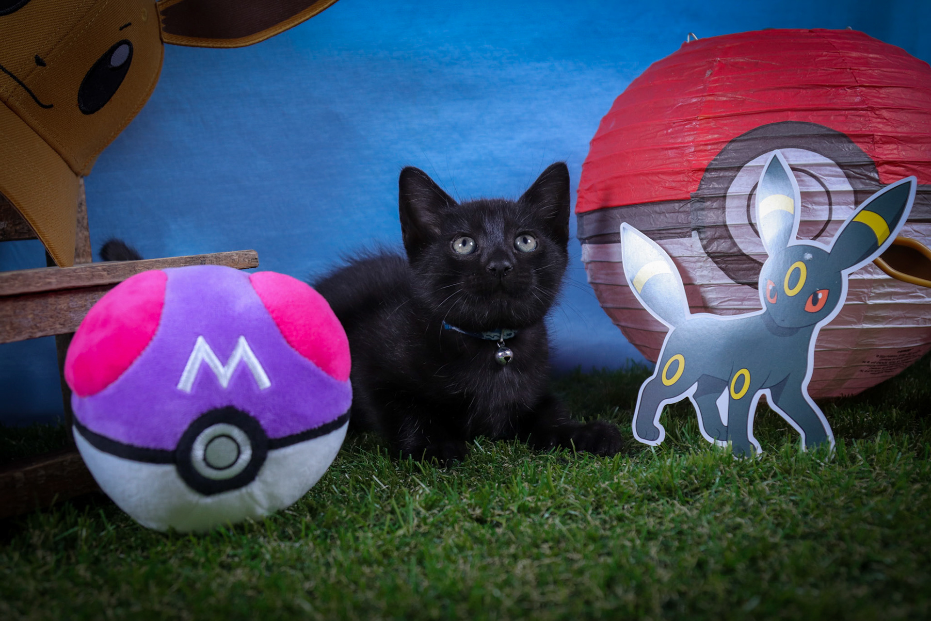 Umbreon (M-DSH-Black)