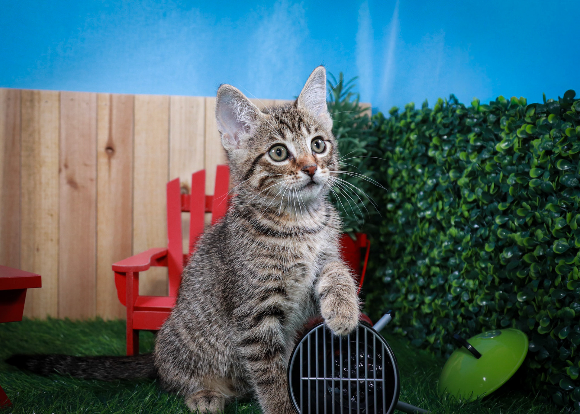 Bosky (M-DSH-Brown/Tabby)