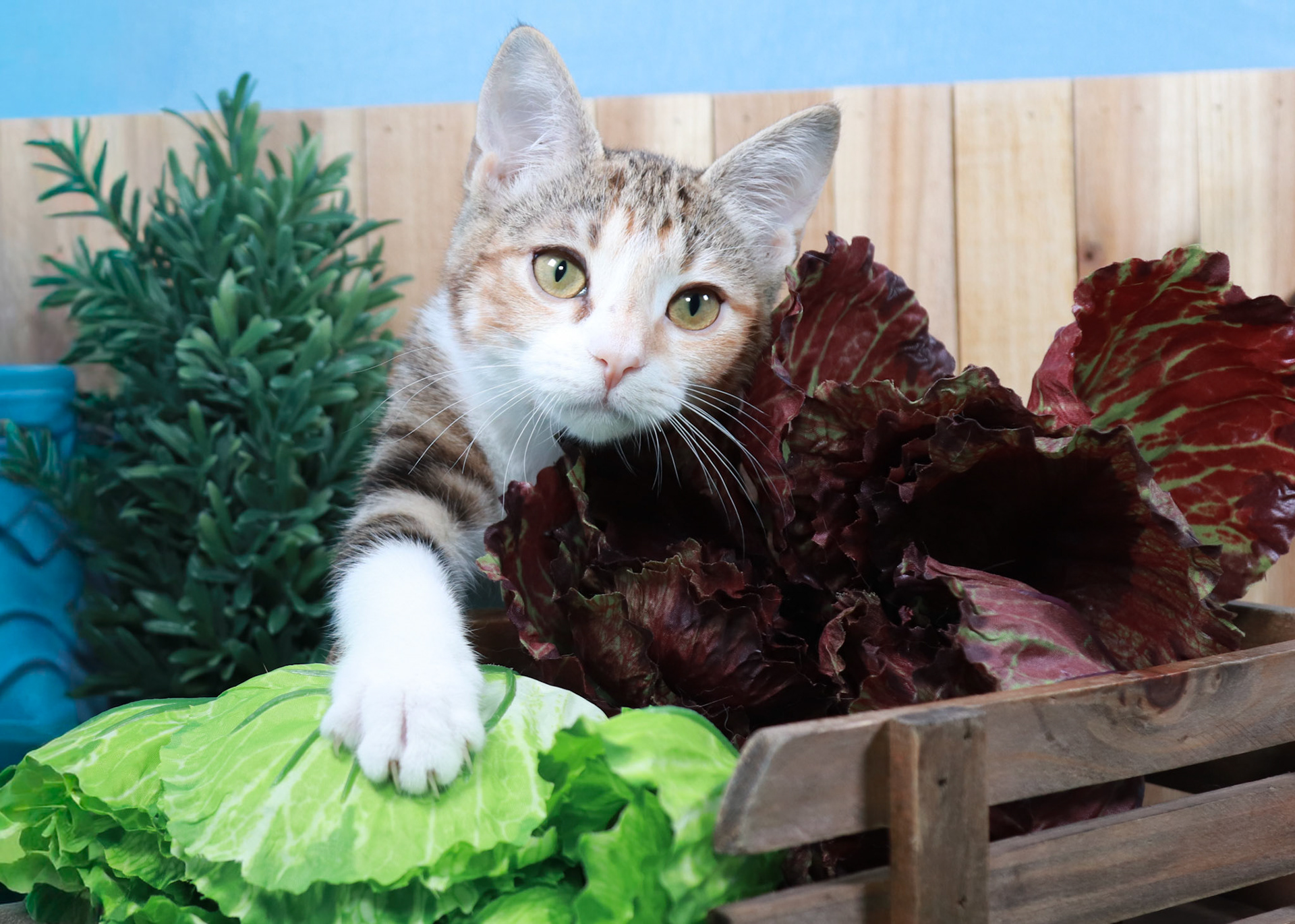 Dottie (F-DSH-Tabbico)