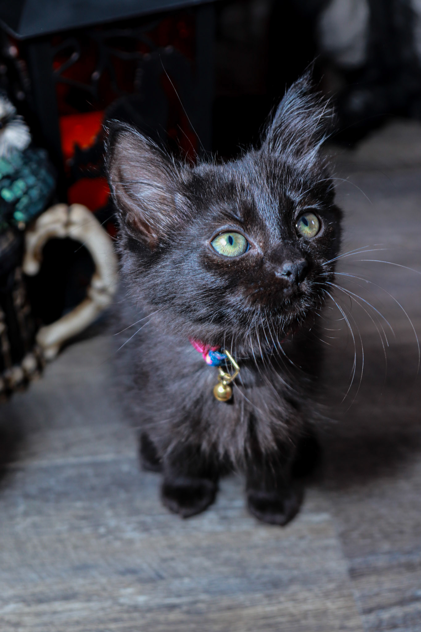 Boo (F-DLH-Black)