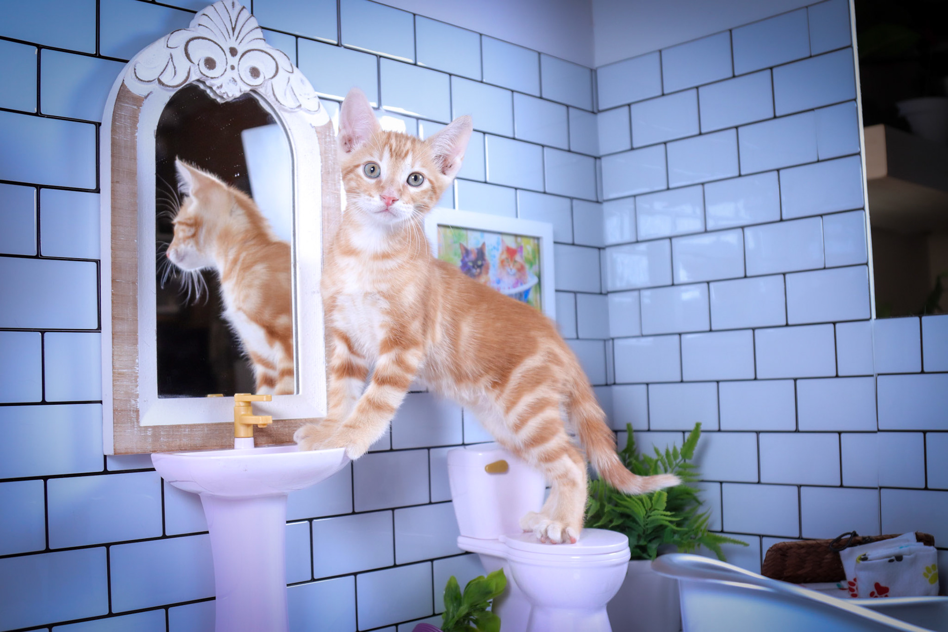 Cheetos (M-DSH-Dark/Bullseye/Ginger Tabby)