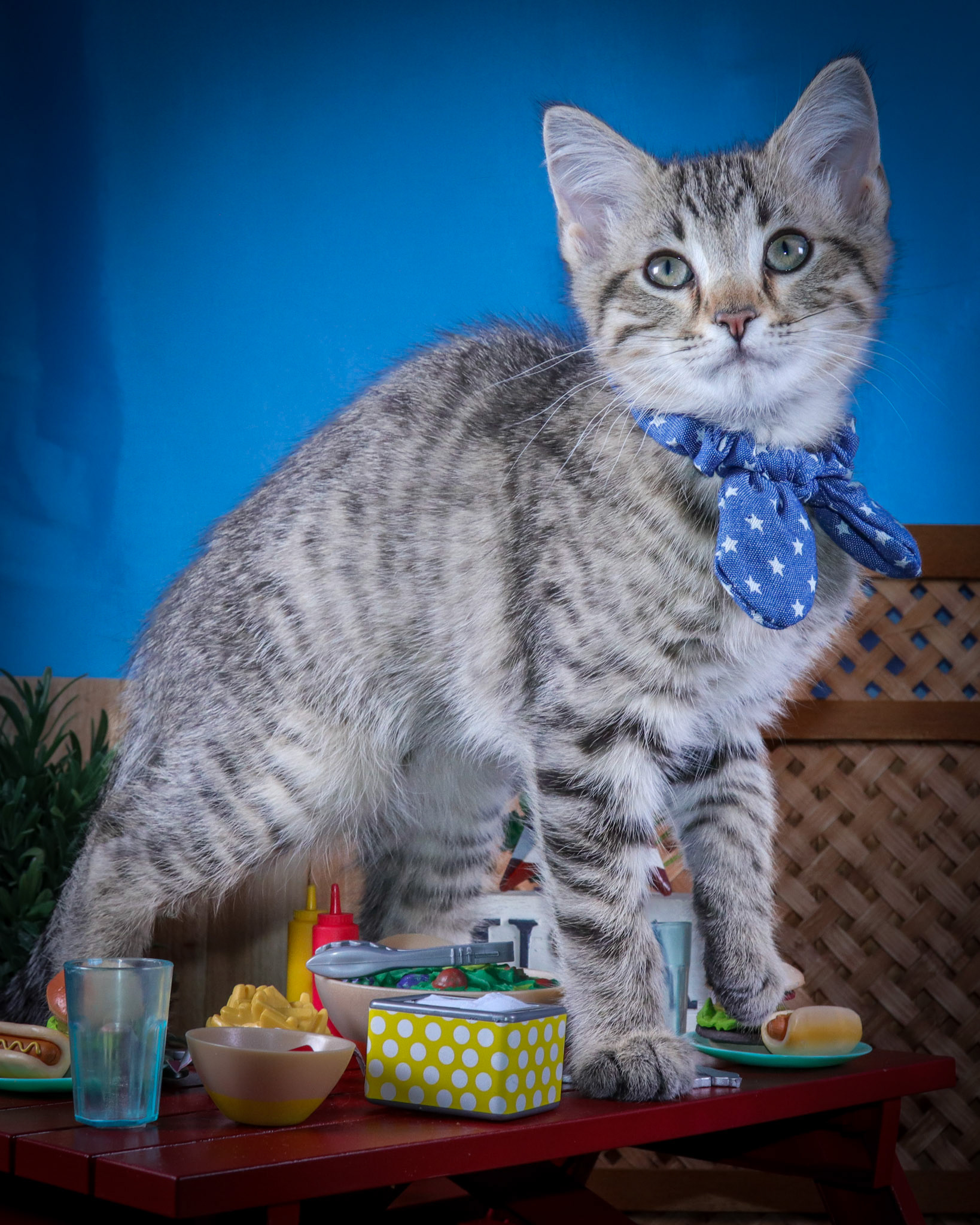 Rocky (M-DSH-Tabby)