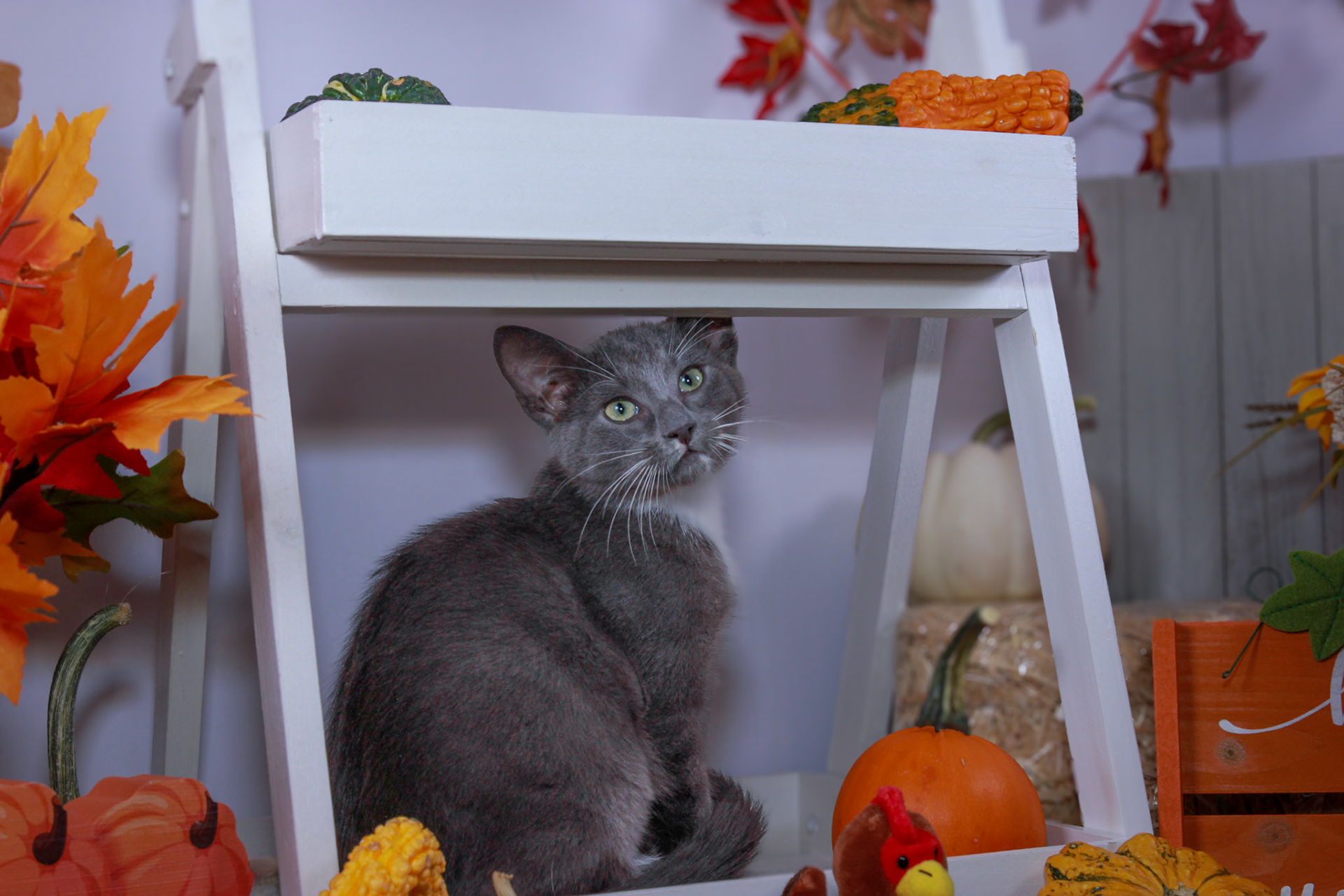 Nimbus (M-DSH-Grey/White/Tuxie)