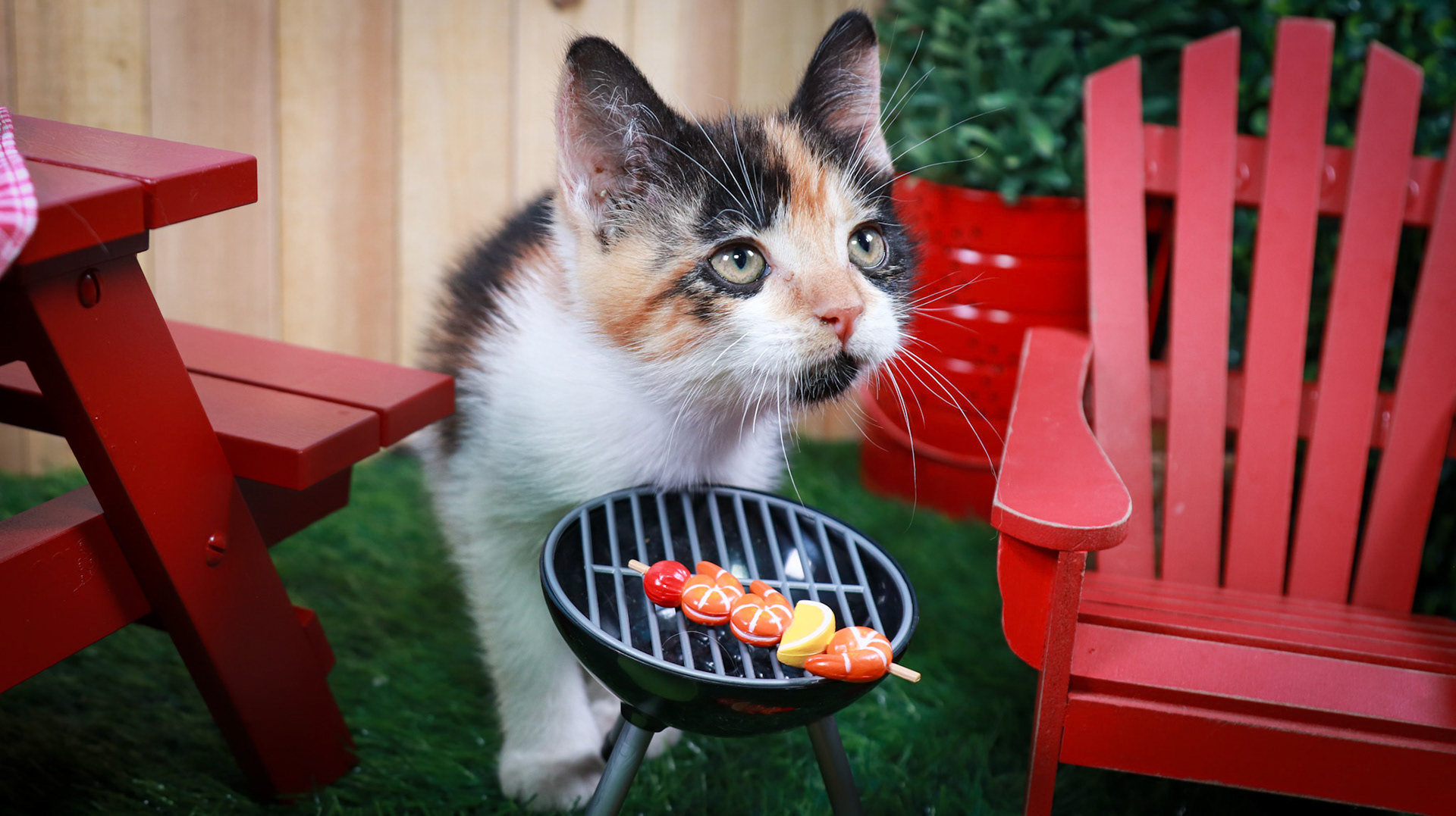 Calypso (F-DSH-Calico)