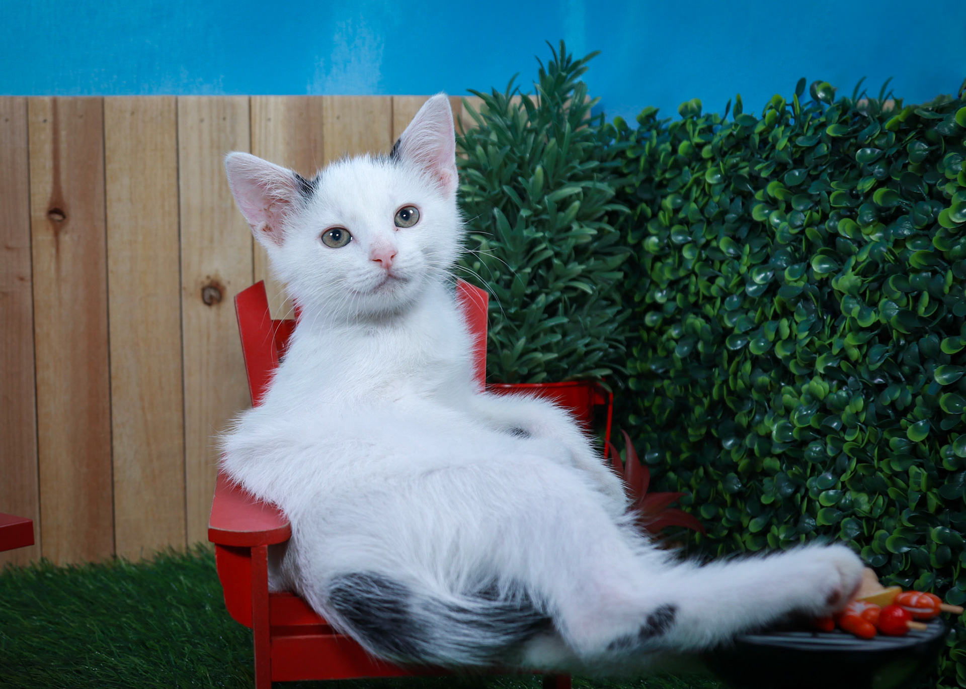 Basil (M-DSH-Black/White)