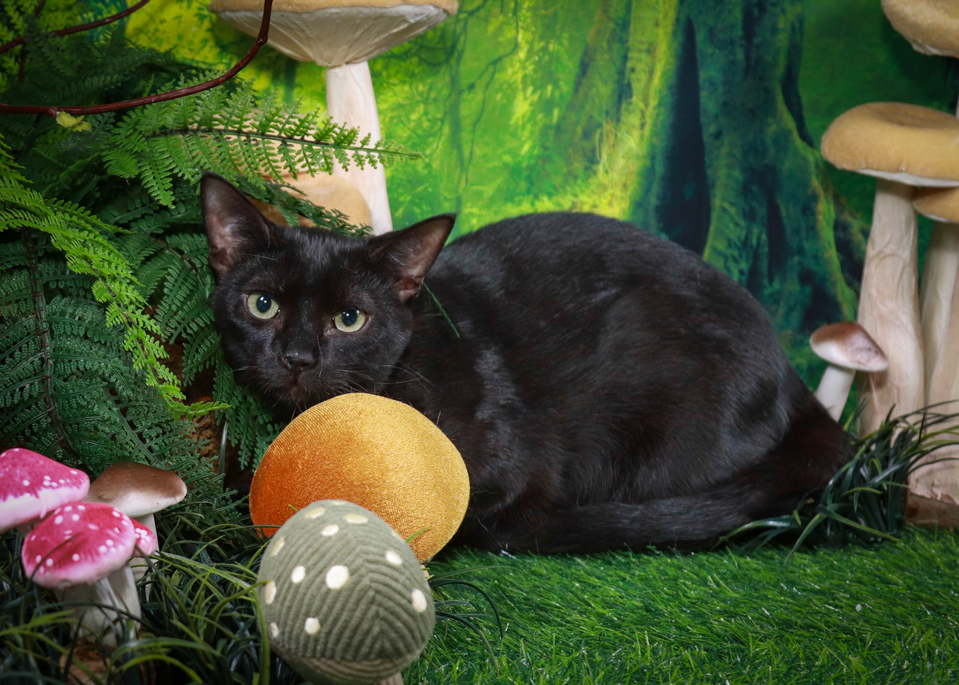 Binx (M-DSH-Black)