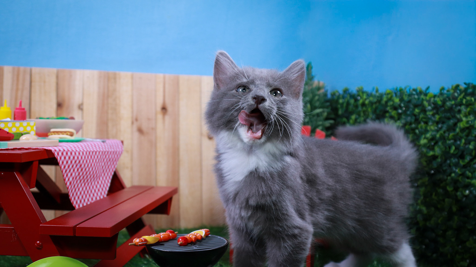 Milo (M-DMH-Grey/White/Tuxie)