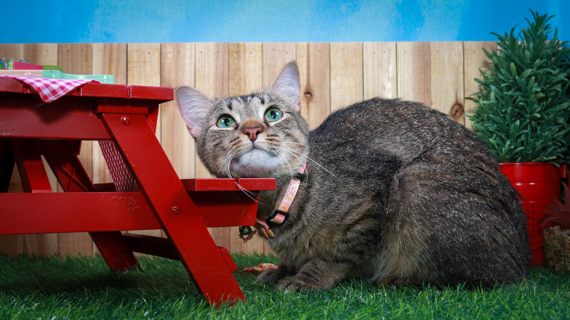 Bella (F-DSH-Tabby/Manx)