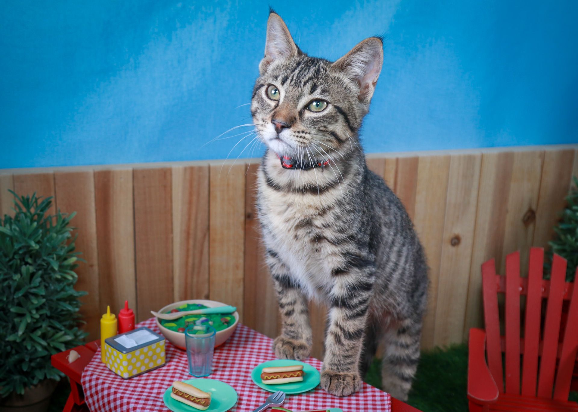 Taz (M-DSH-Tabby)