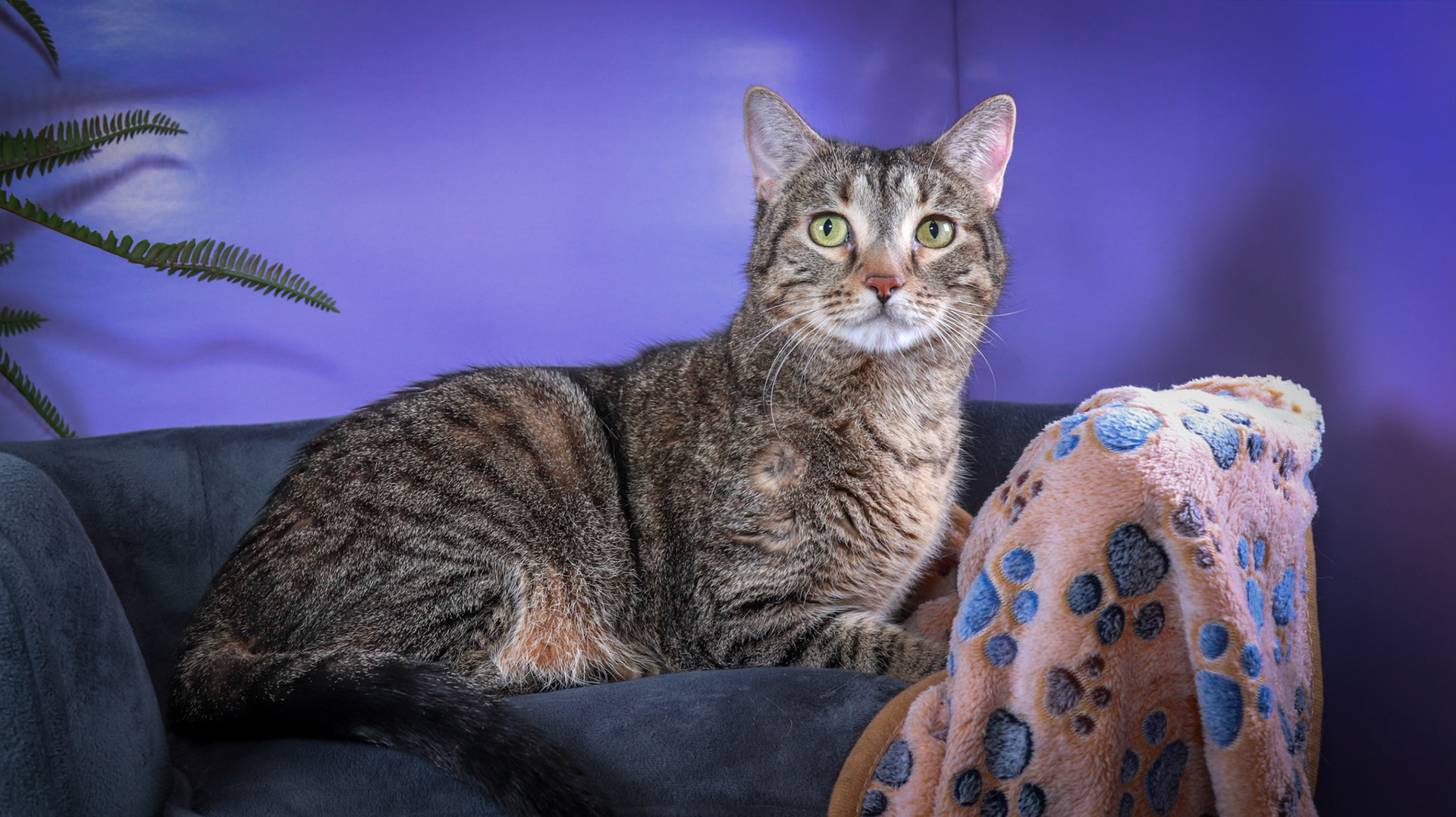 Tommy (M-DSH-Brown/Black/Tabby)