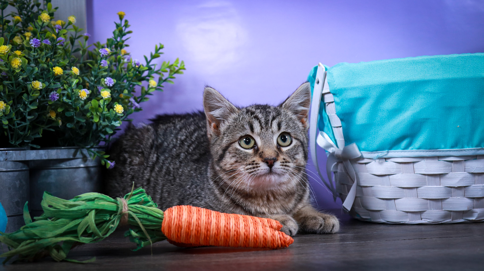 Miles (M-DSH-Tabby)