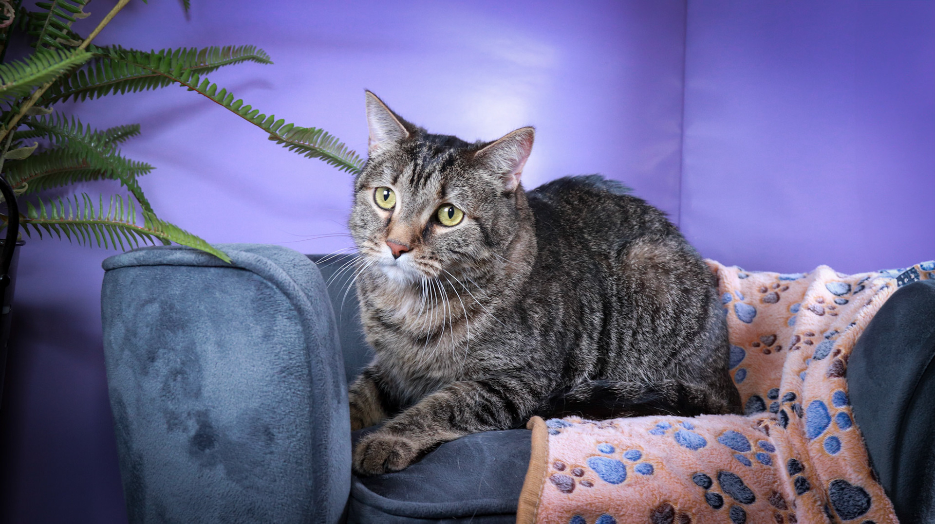 Timmy (M-DSH-Brown/Tabby)
