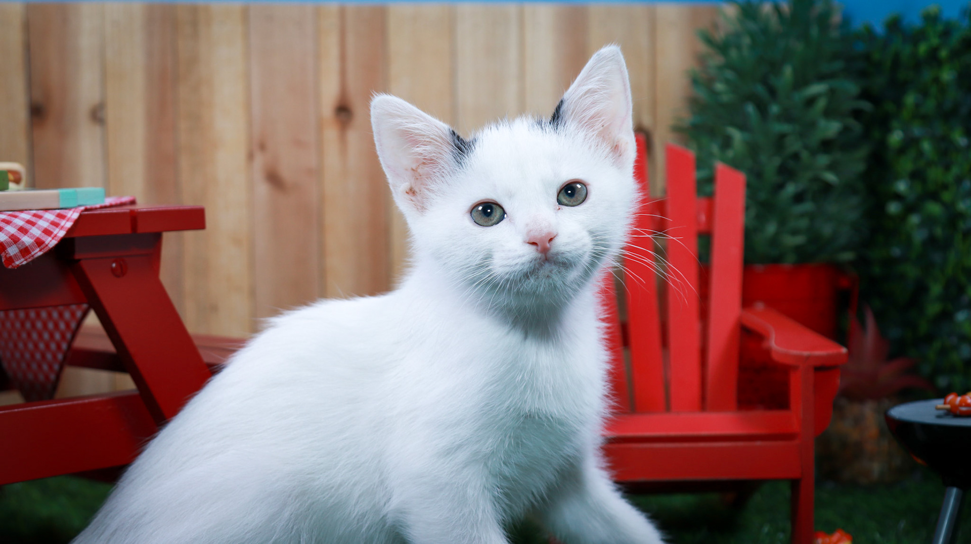 Basil (M-DSH-Black/White)