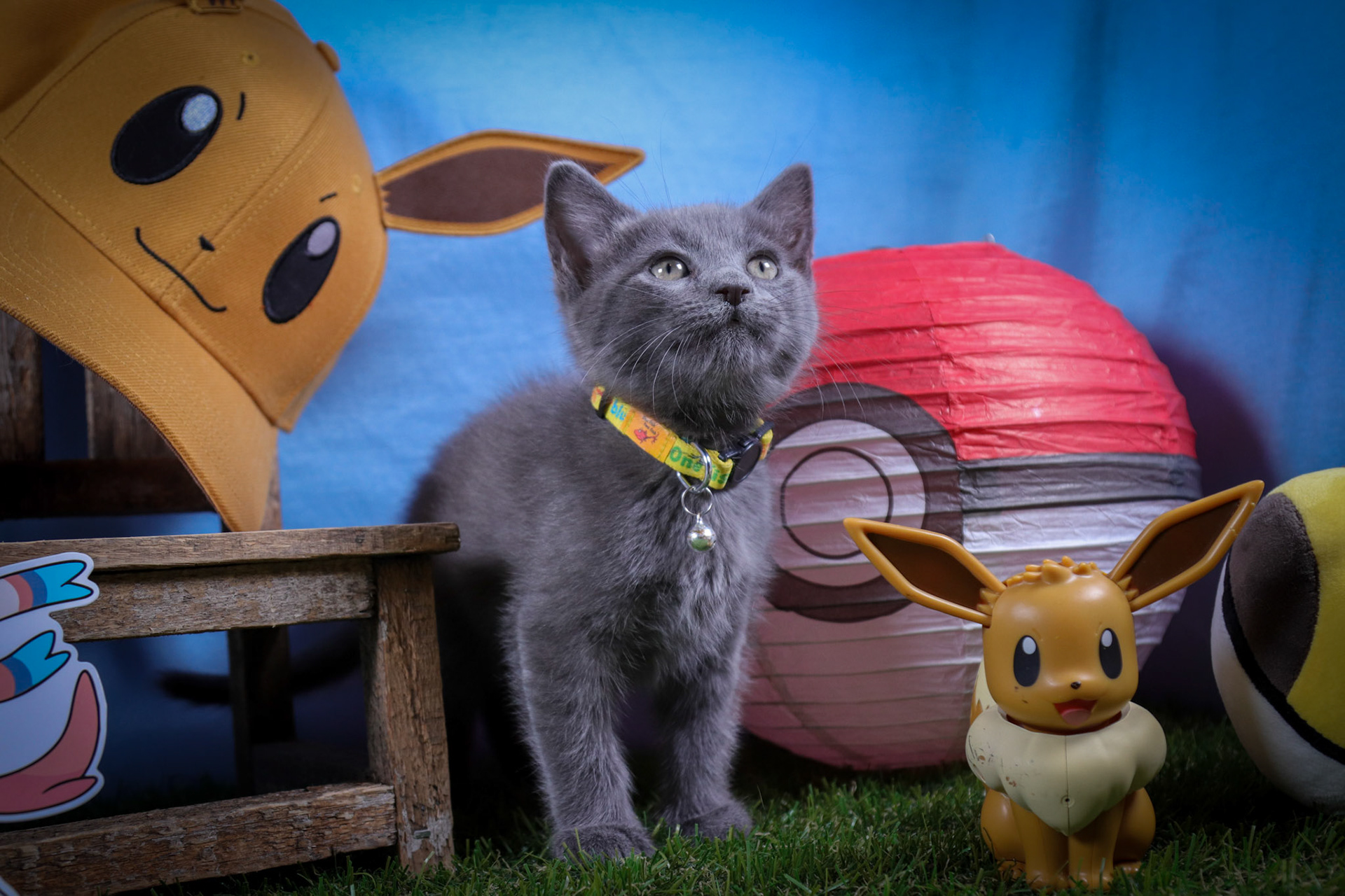 Silveon (F-DSH-Grey)