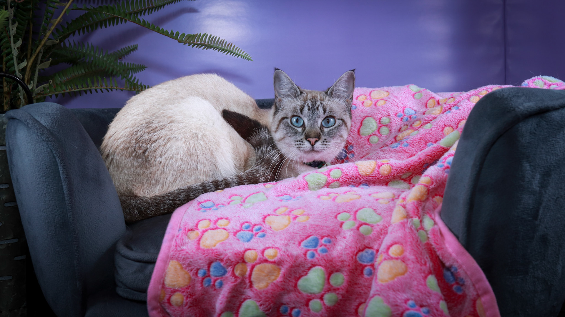 Daisy (F-DSH-Lynx Point Siamese)