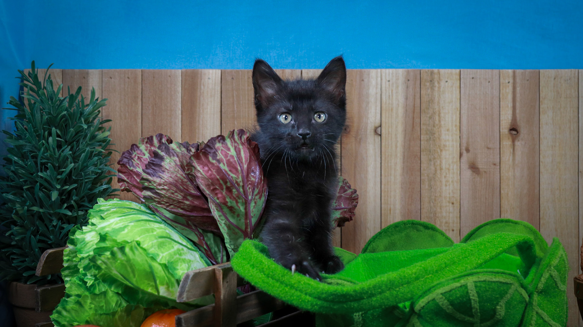 Lottie (F-DSH-Black)