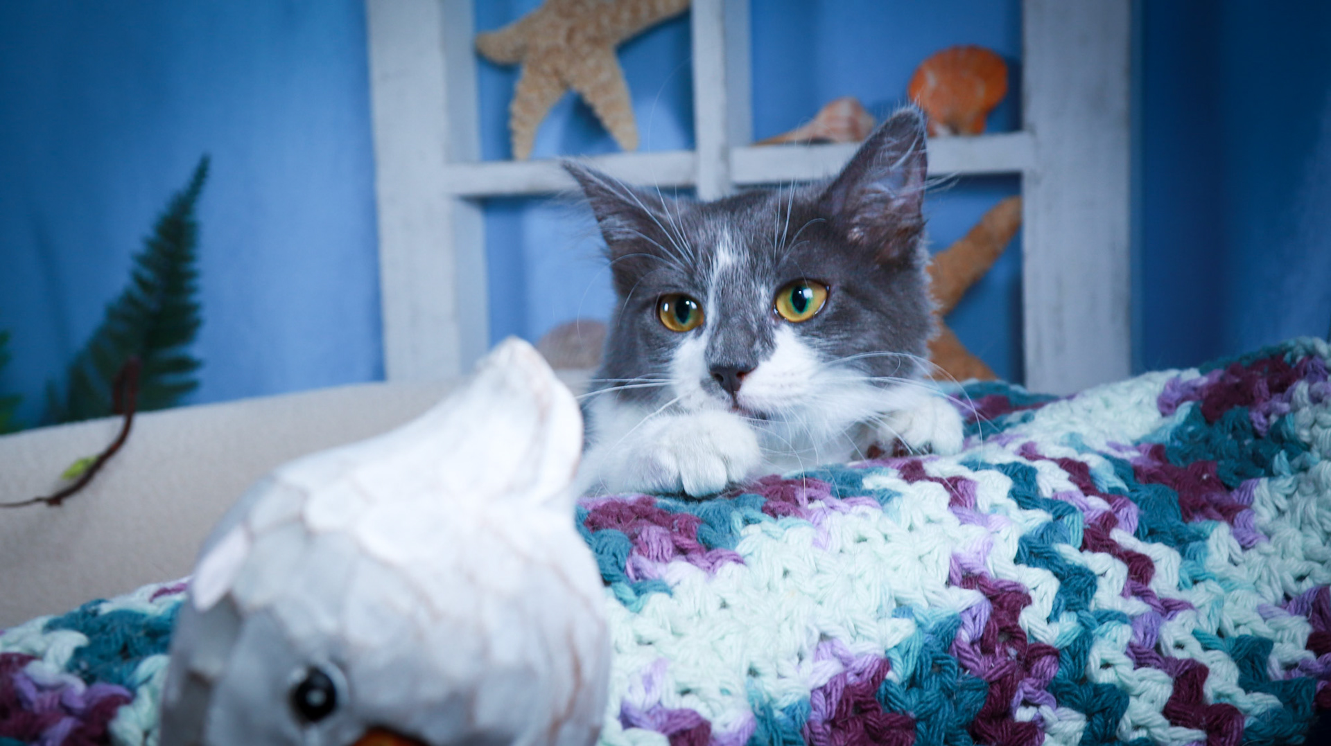 Sweet Beauty (F-DSH-Gray/White)