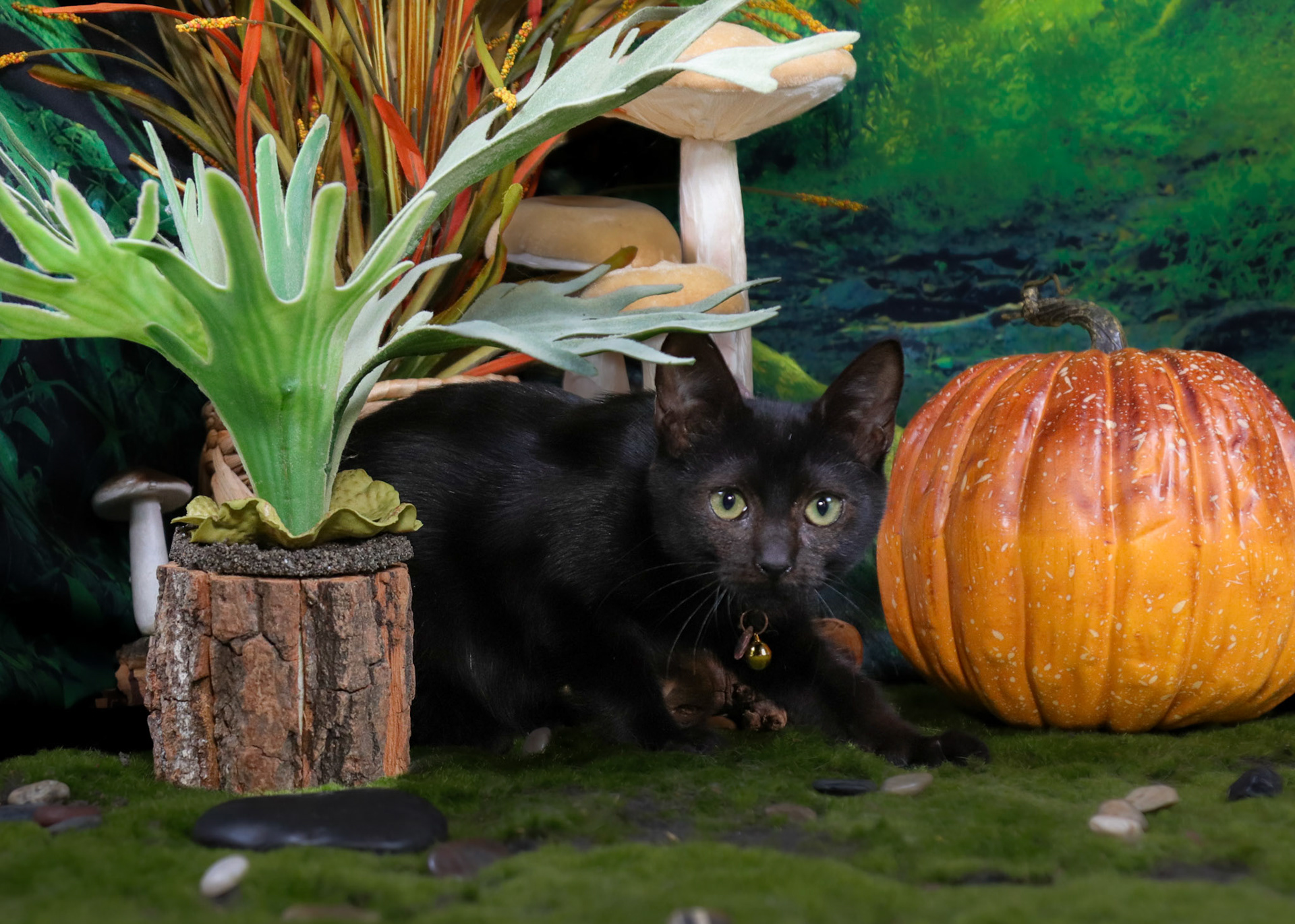 Serpentine (F-DSH-Black)