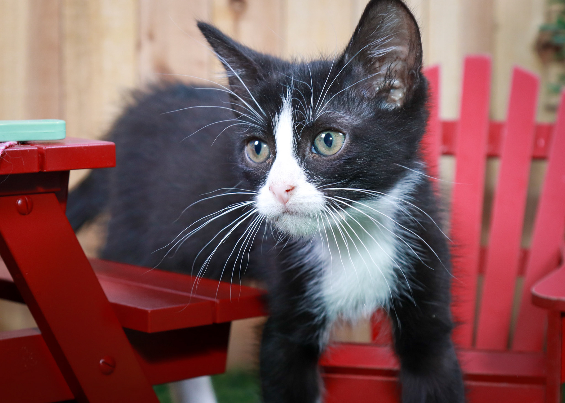 Felix (M-DMH-Black/White/Tuxie)