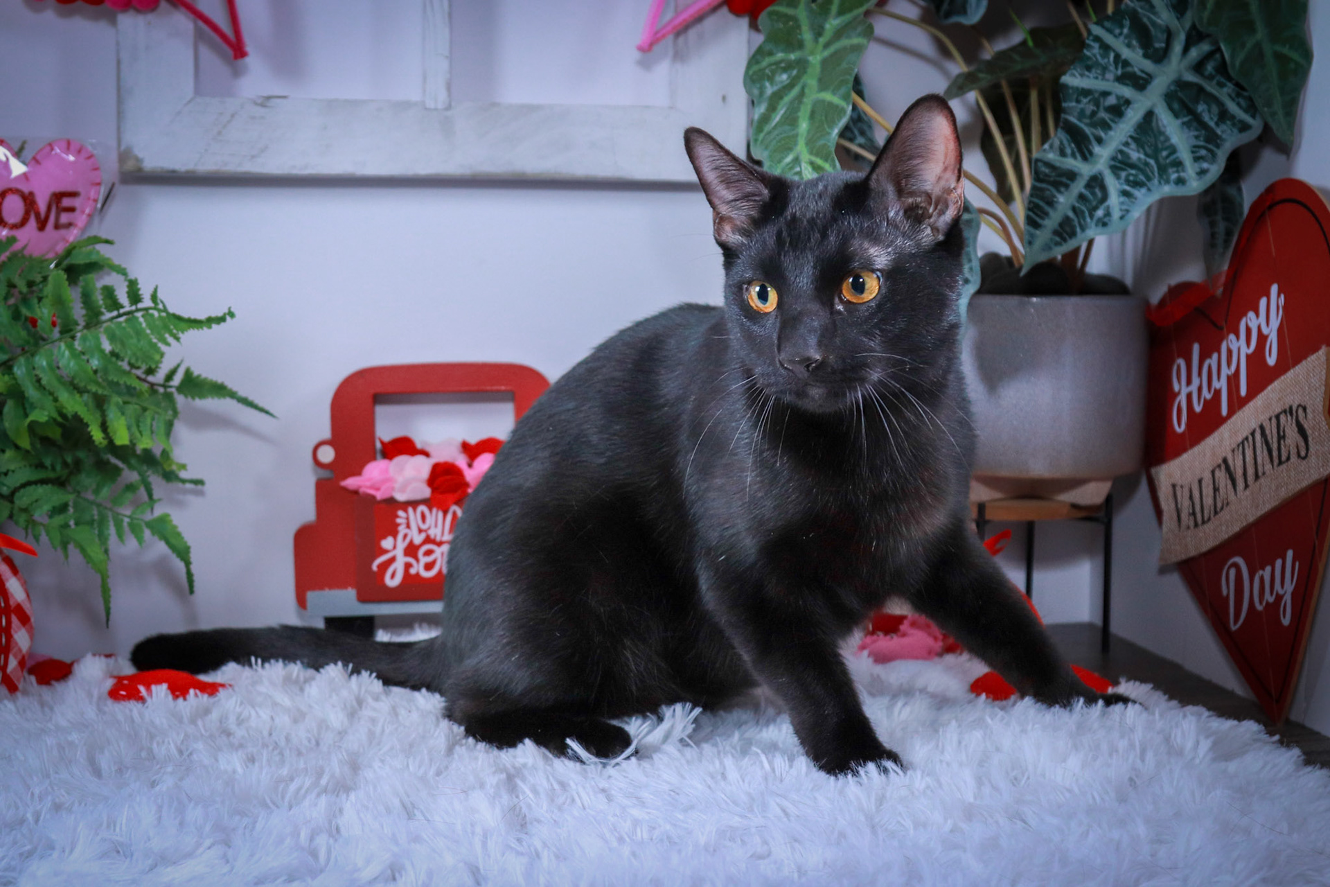 Robin (M-DSH-Black)