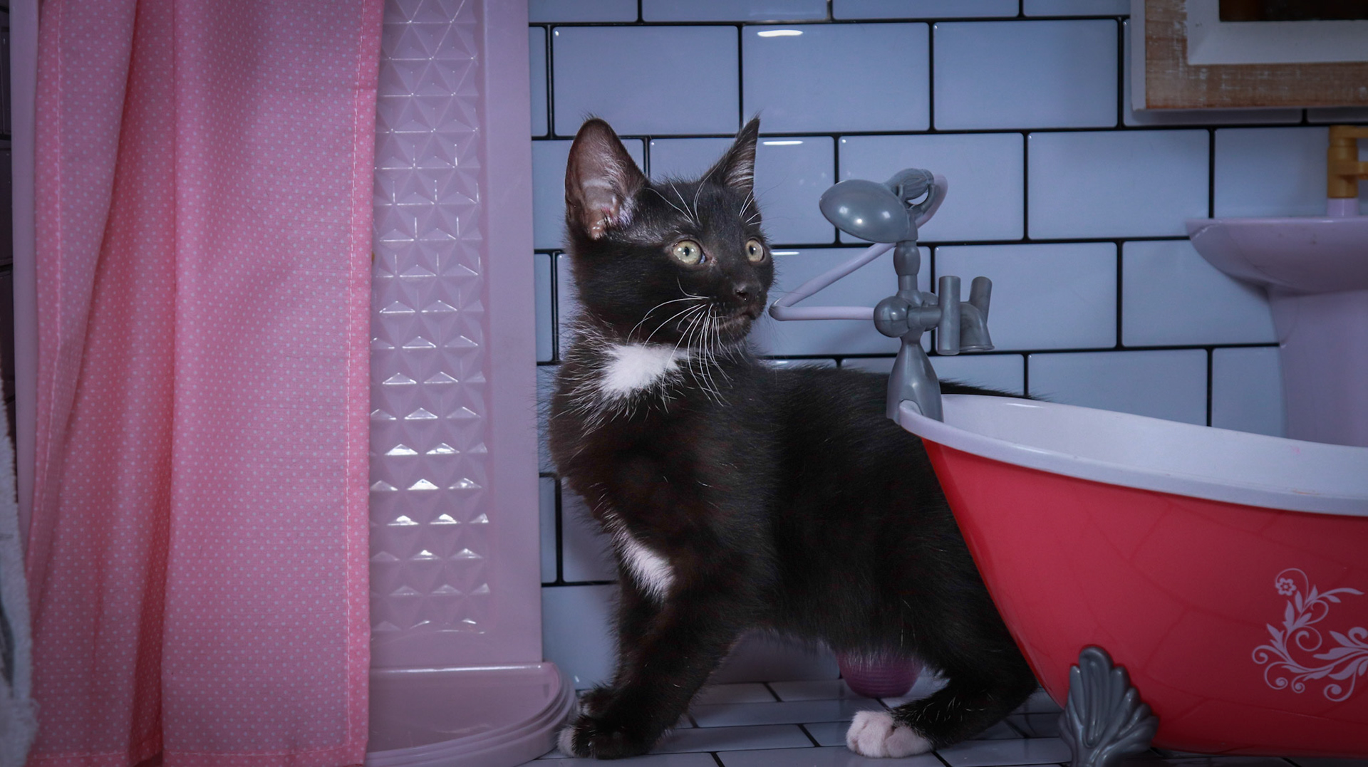 Noodle (M-DSH-Black/White/Tuxie)