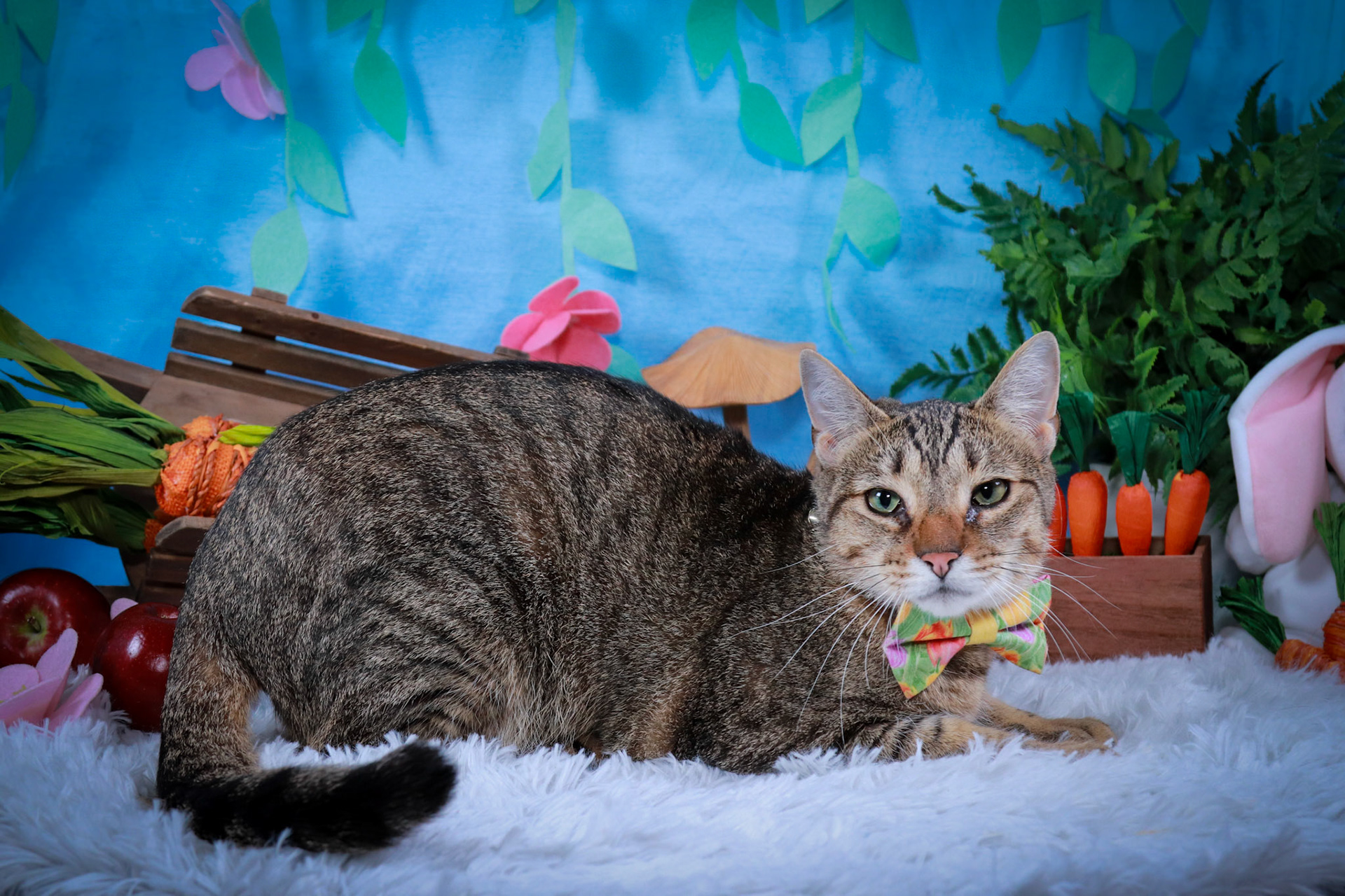 Walter (M-DSH-Tabby)
