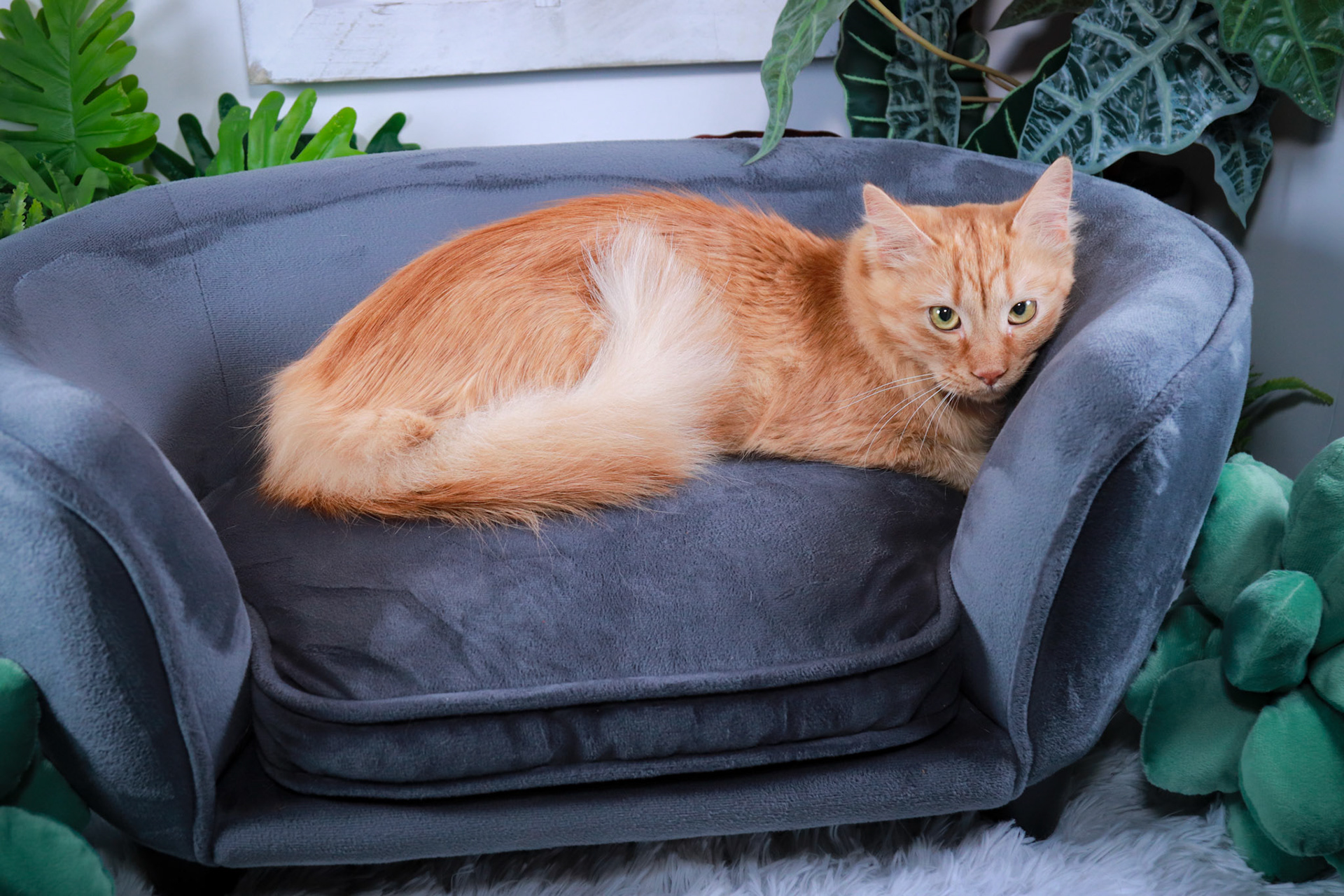 Mango (M-DLH-Ginger/Tabby)