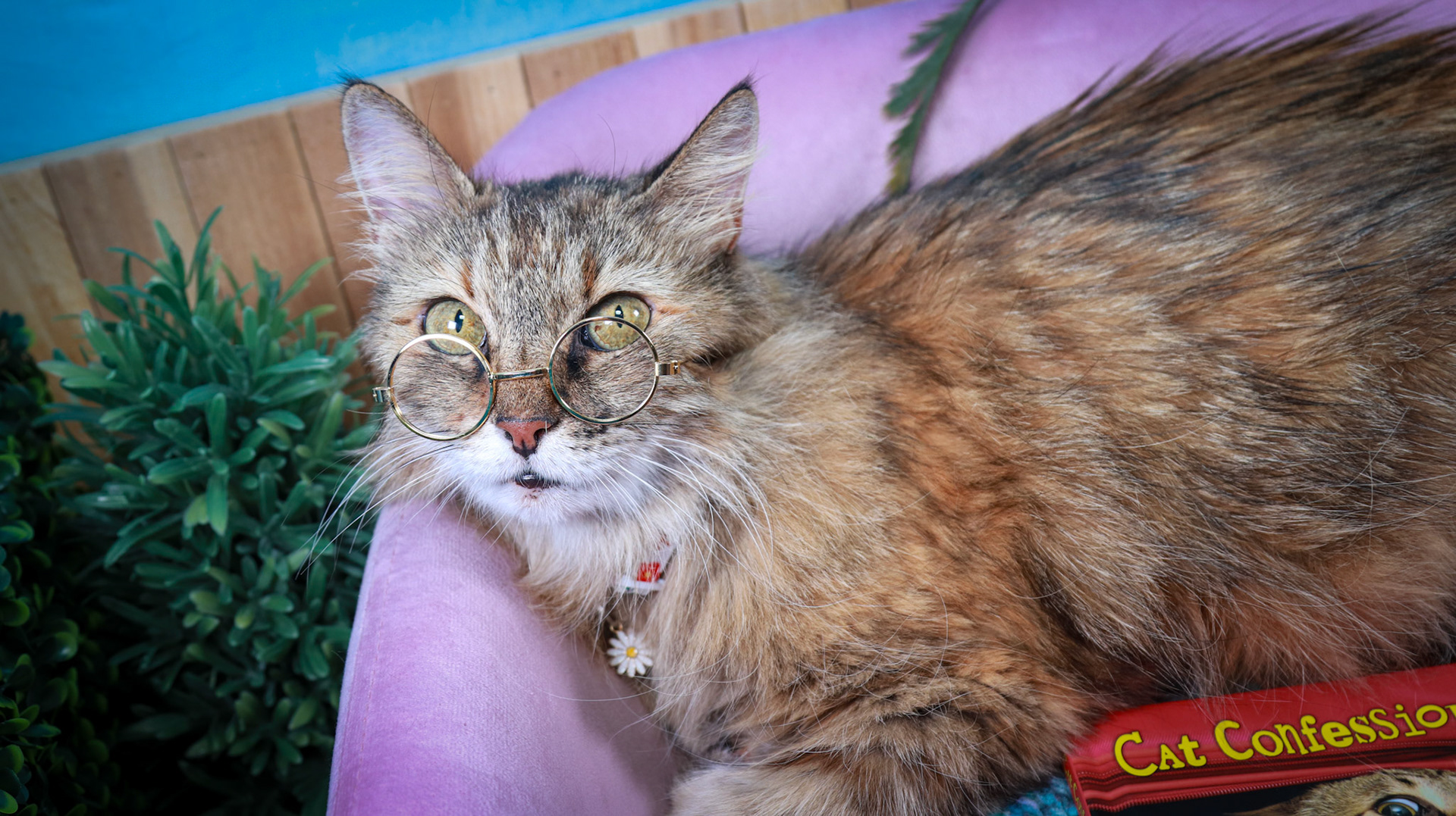Anda (F-DLH-Brown/Tabby/Manx)