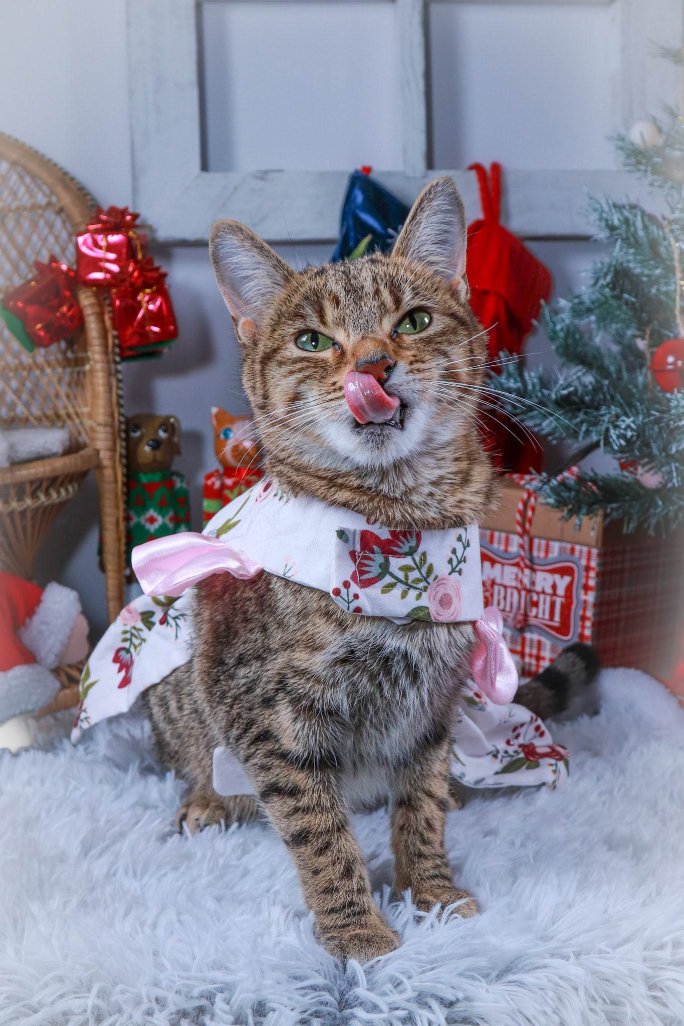 Keiko (F-DSH-Tabby/Bengal Mix)