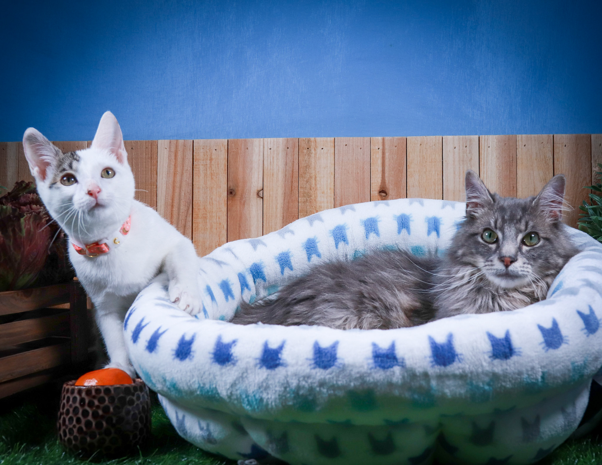 Rini (F-DSH-Tabby/White), Elven (M-DLH-Gray/Tabby)
